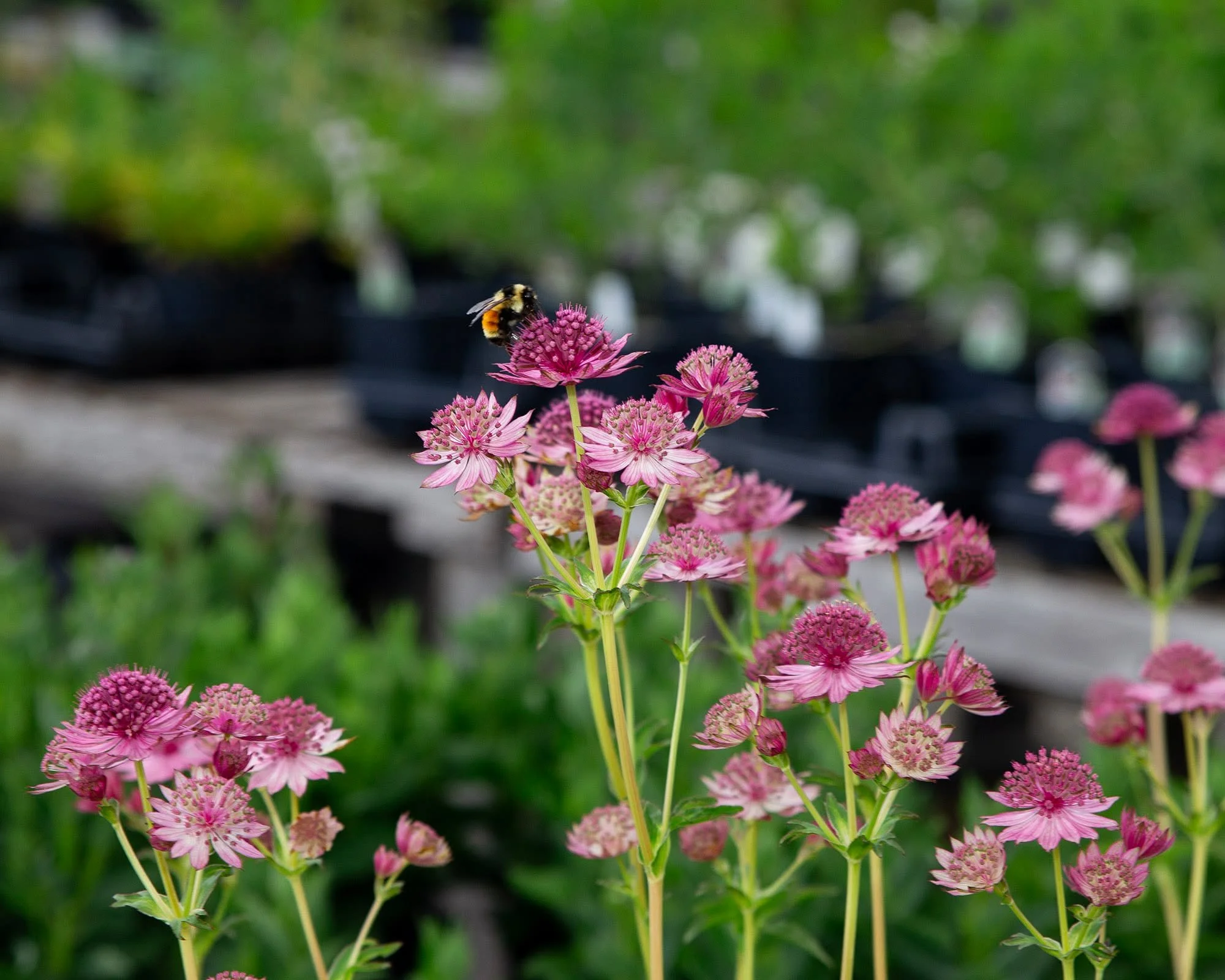 Looks like we've got another rainy day heading our way - but that isn't stopping our pollinator friends from enjoying their breakfast! 

Astrania - more commonly known as Masterwort - has pincushion-like blooms which bloom for weeks in early summer a