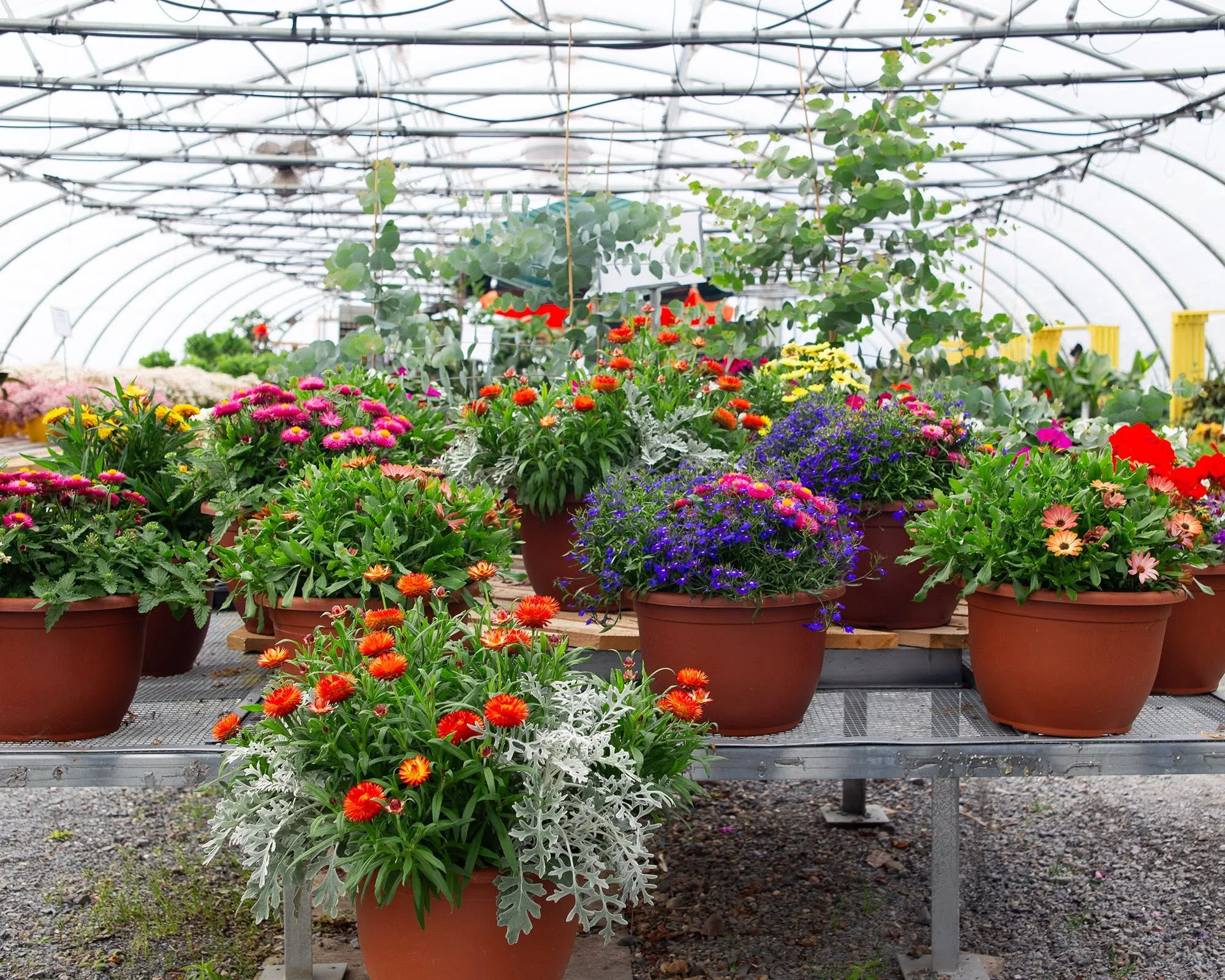 Strawflower planters are just starting to hit their stride!

Known for their bright, papery blooms (and for being deer resistant!), strawflowers keep their color all season long and continue looking great through the heat of summer. They're a great c