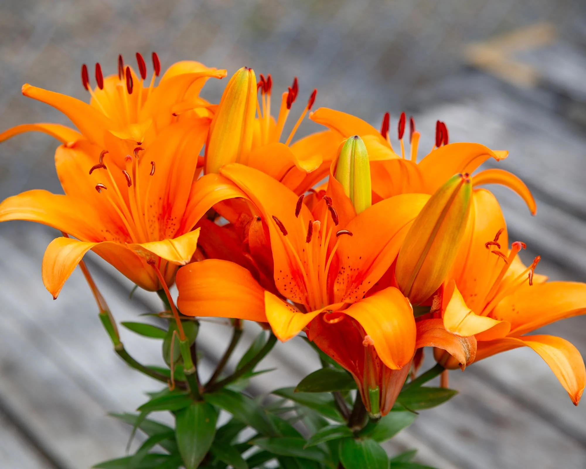 Small spot that needs a bold jump of color? These Matrix Lilies produce an abundance of large, upward-facing blooms on sturdy stems, making them an excellent choice for containers, patio planters, and smaller garden spaces!