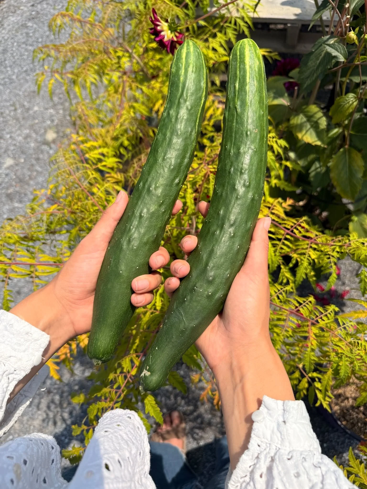A sure sign that summer is here!

It's not yet time for tomatoes, but we do have some English Cucumbers freshly picked for your dinner!