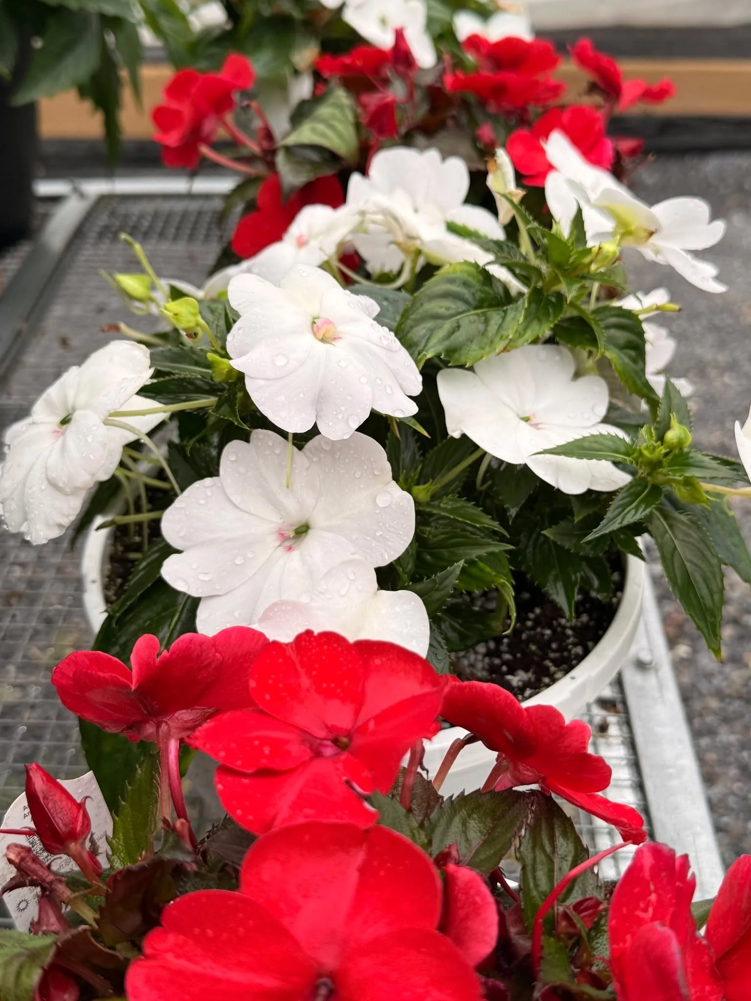 Happy Canada Day! We are open our regular hours today from 9-5 for any of your red-and-white planting needs!