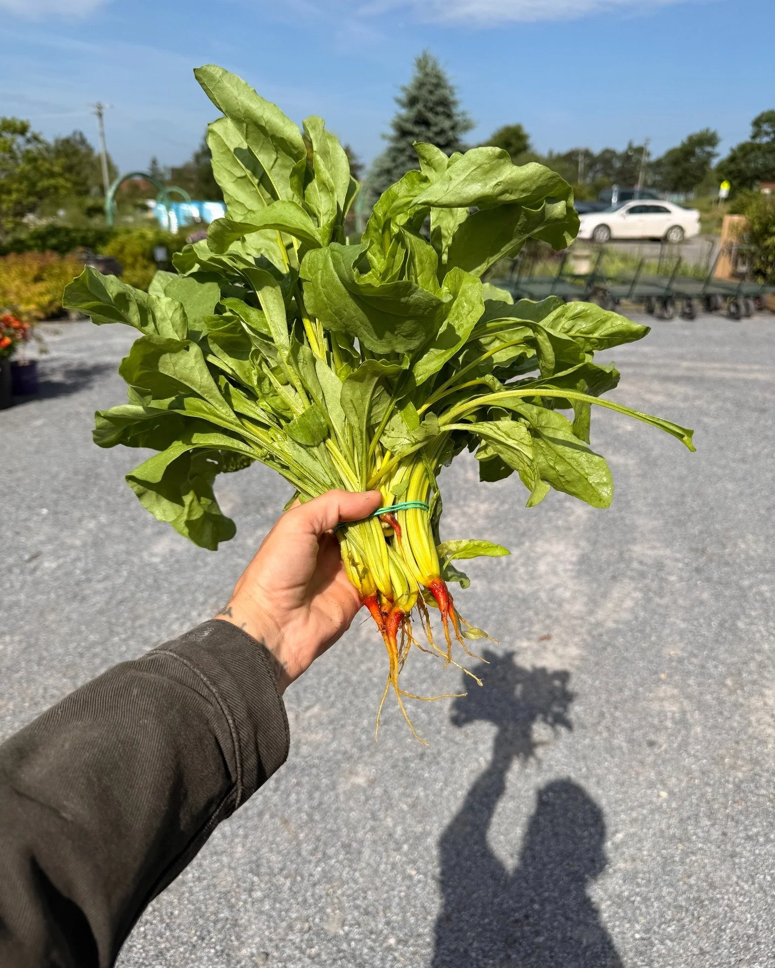 And today we have beautiful beet greens that will make your shadow hungry, too!

Our produce is all grown here - pesticide free! Now's the time for fresh veggies... you don't want to wait!