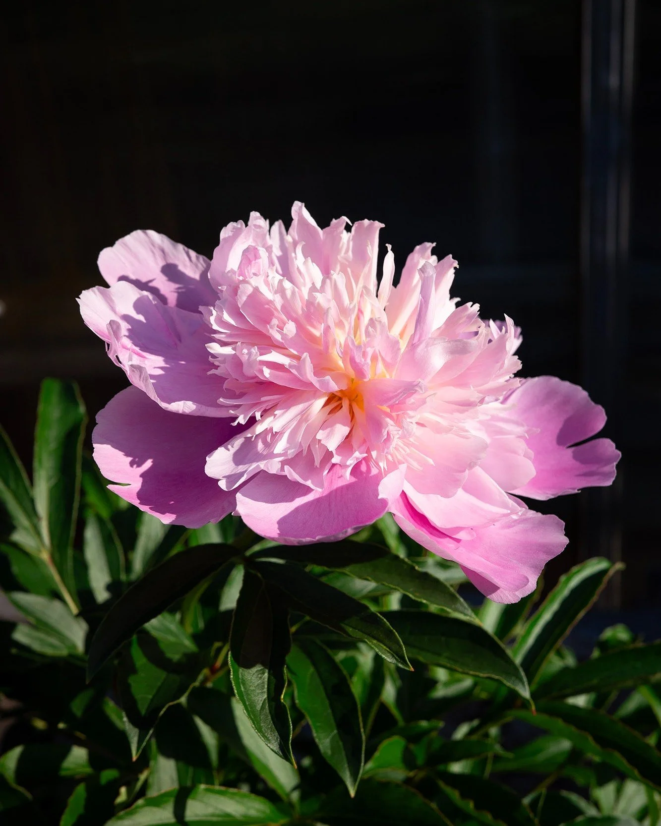 It's a good day to be a Peony! Their large, fragrant blooms and exceptional longevity, peonies are a true garden favorite. Once established, they'll reward you with beautiful flowers each spring for years to come... and the deer leave them alone!