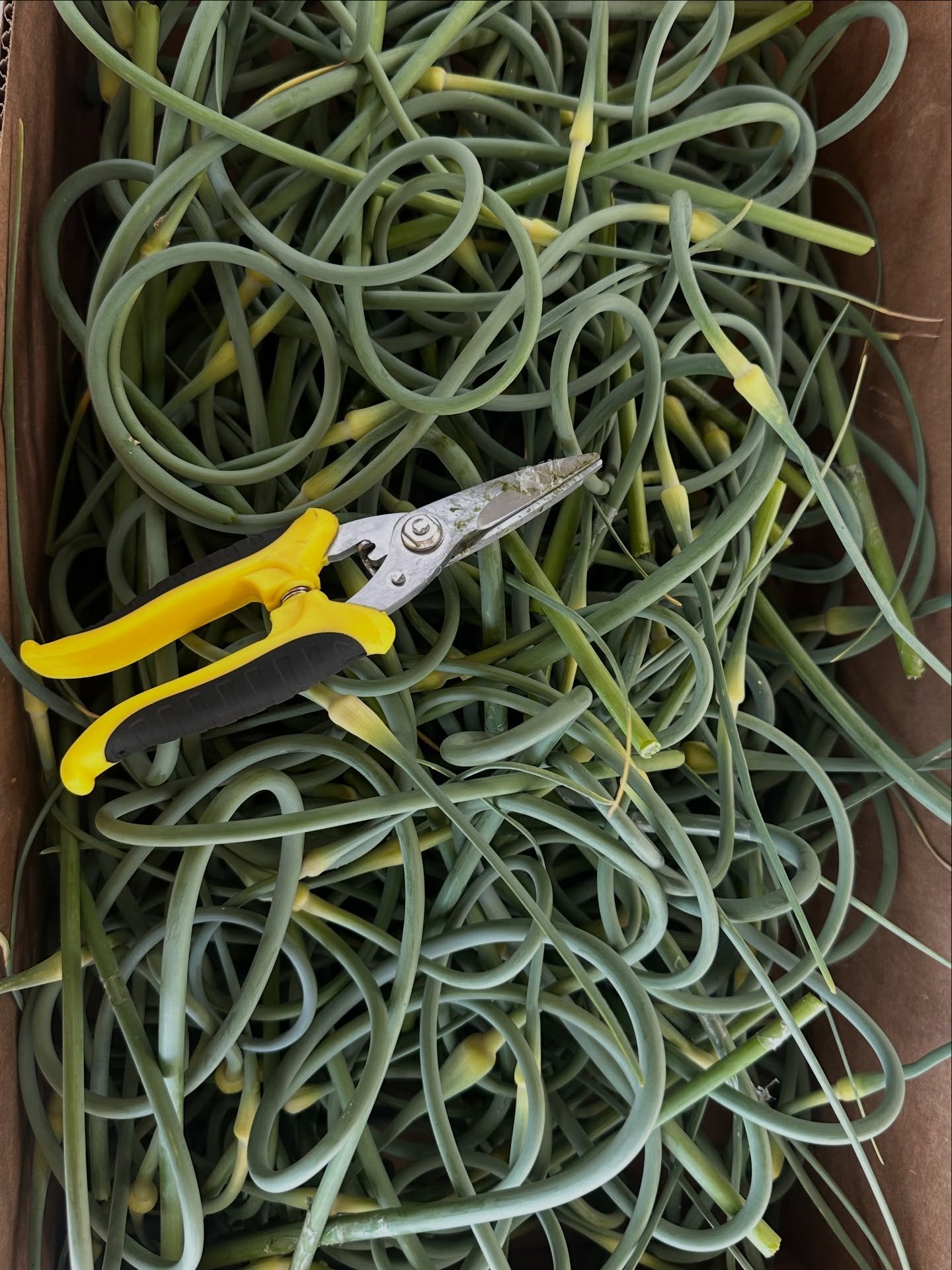 Freshly cut garlic scapes! $2 / lbs 
Available for today, tomorrow, and Sunday only! ✨🧄

#freshfood #grownlocal #organic #standrewsbythesea #charlottecounty