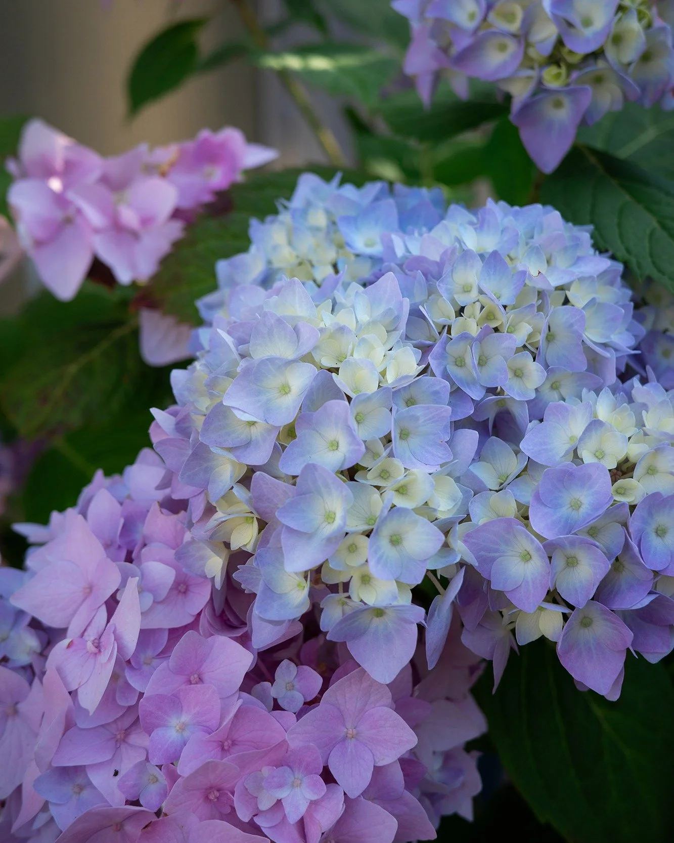 The Original Endless Summer Hydrangea is always a winner when you're looking for big, beautiful blooms!

Unlike traditional varieties, it blooms on both old and new wood, giving you gorgeous flowers throughout the season - even after a harsh winter o