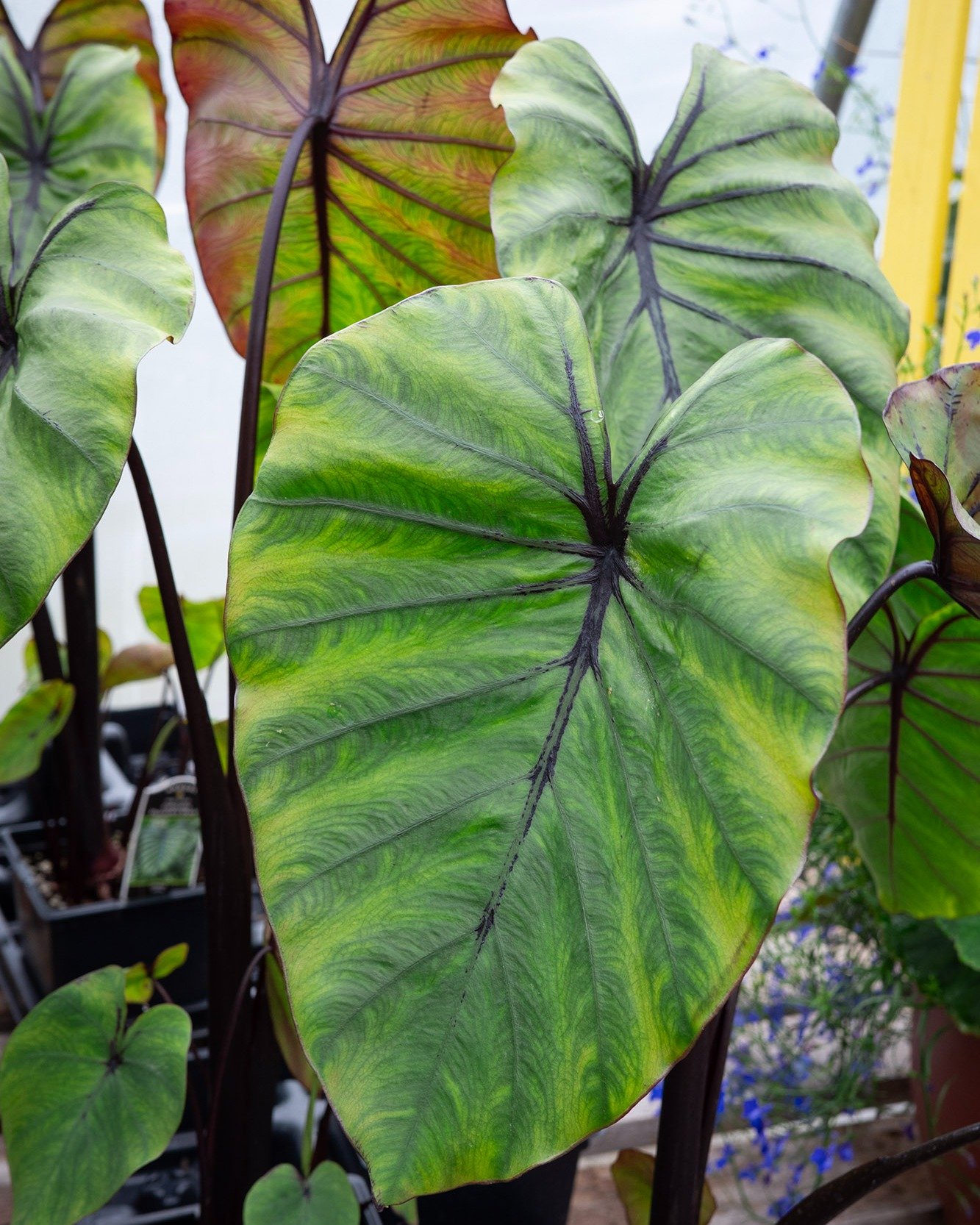 Are you missing something? Looking for something BIG to put alongside your delicate annuals?

Colocasia, often called Elephant Ear, is grown for its impressive foliage, with oversized leaves that bring bold texture and drama to garden beds and contai
