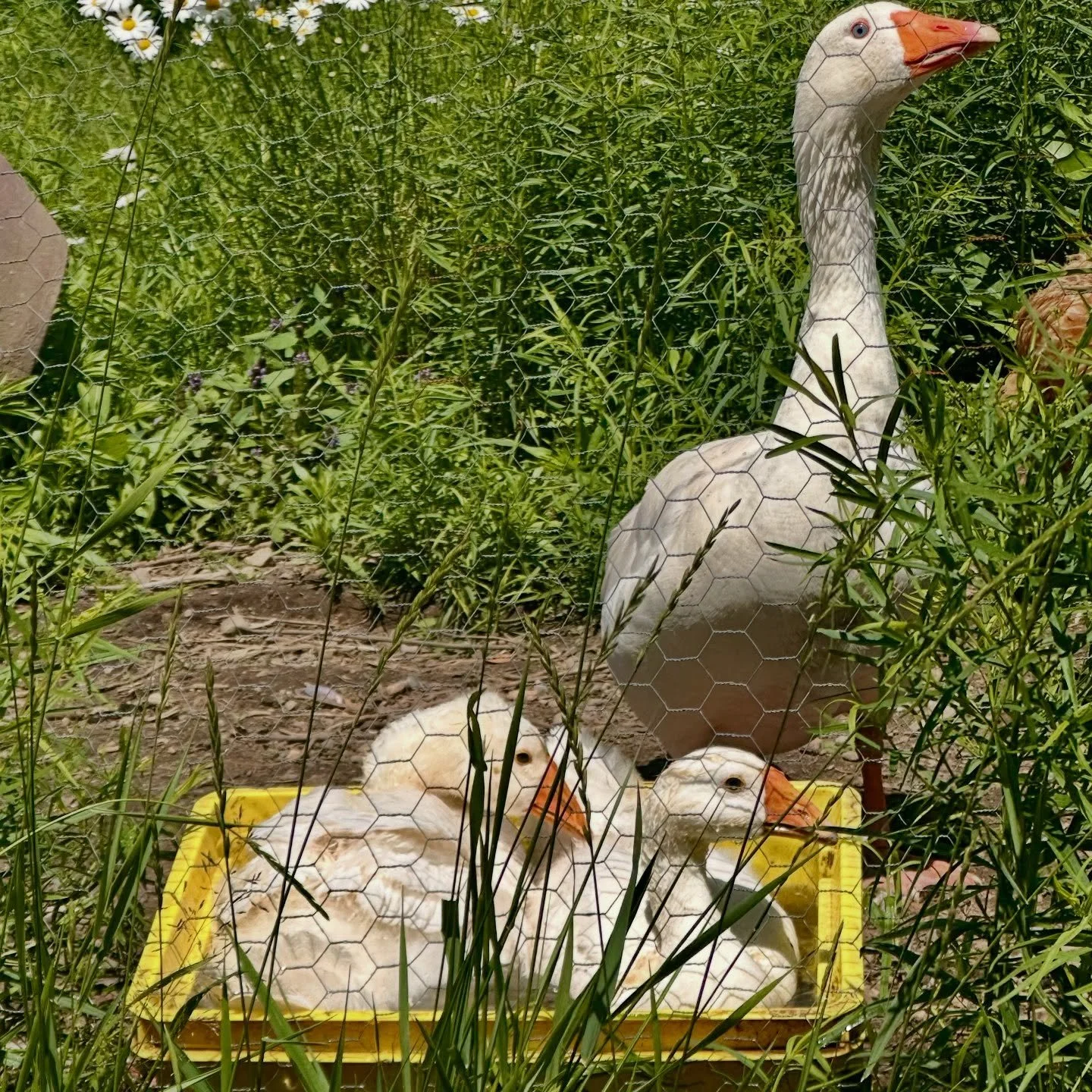No, we don&rsquo;t stock porch geese. We prefer the real thing and they&rsquo;re not for sale 😆😅
.
.
#charlottecounty #newbrunswick #saintandrewsbythesea #porchgeese