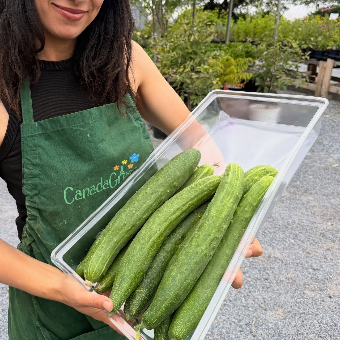 Freshly picked English cucumbers, grown locally by us without the use of pesticides.
🥒 $2 each

Available while they last.

#slowfood #charlottecounty #freshproduce