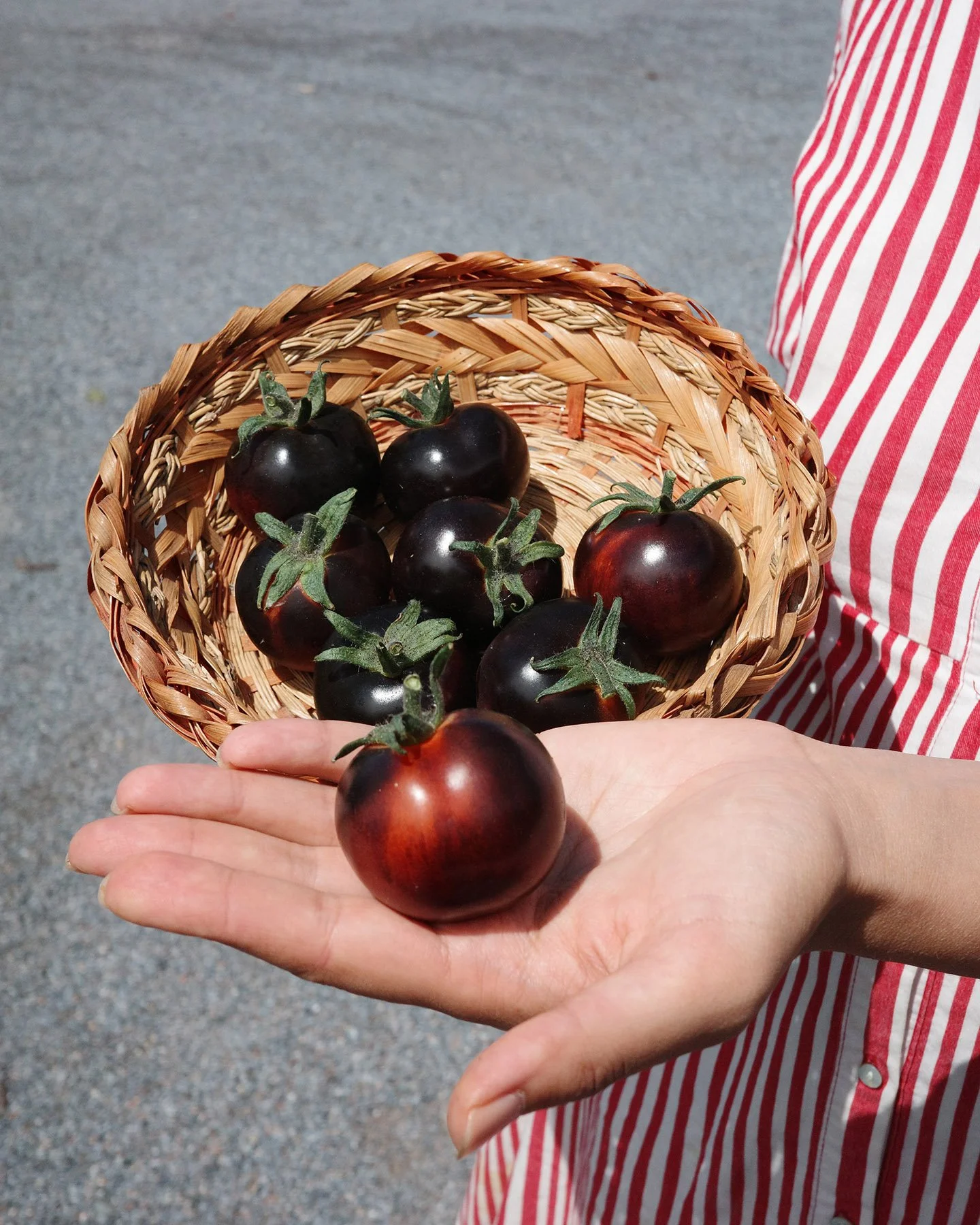 Our first harvest of Indigo Rose tomatoes are ready for you!

One of the most unique tomatoes you'll come across, Indigo Rose develops its deep purple/blue color - almost looking like a plum to me! A cool thing about that color is that it's due to th