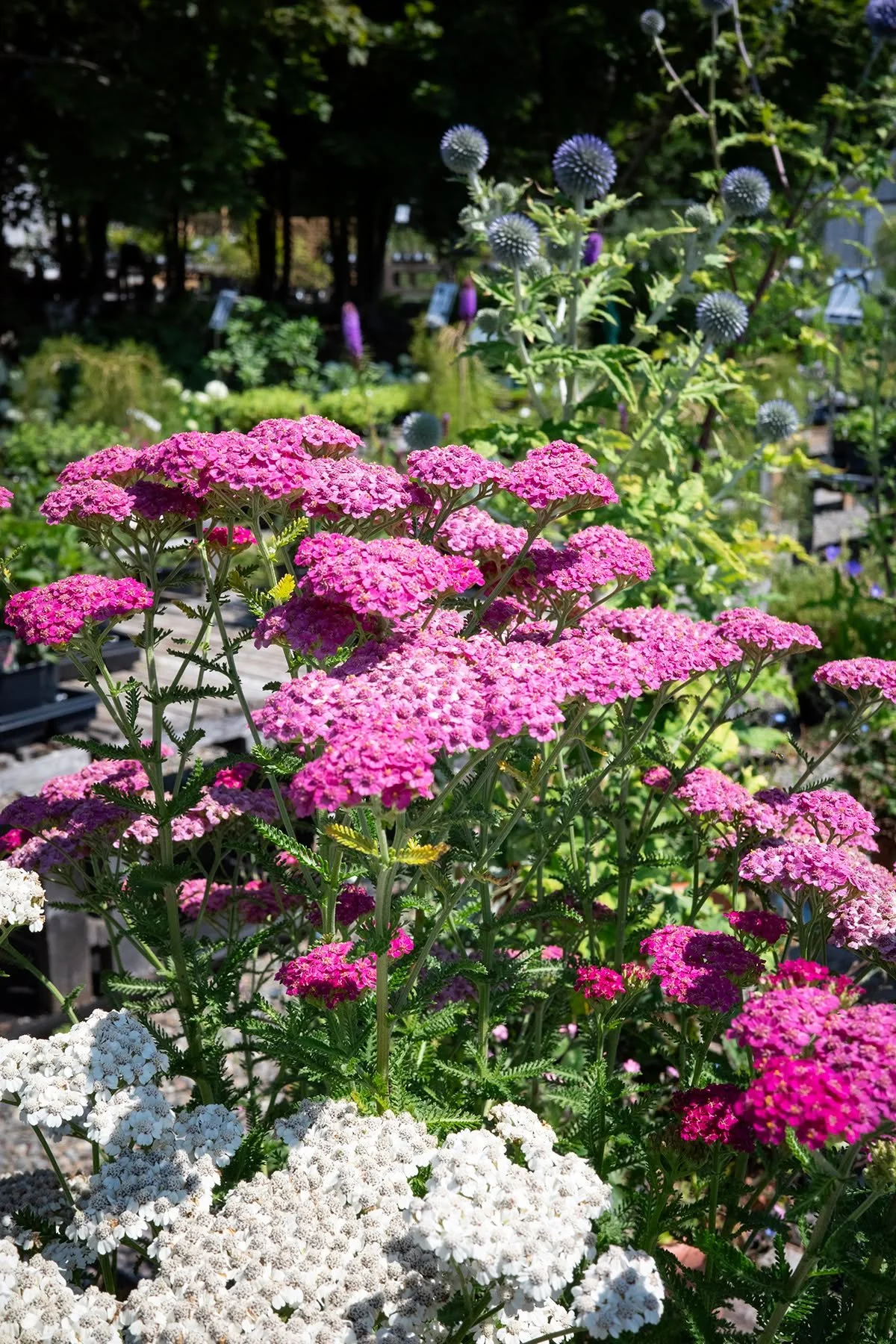 It's another hot day - some might say too hot to plant in your garden... but that's okay, because we have these perennial planters to enjoy without the hard work!
