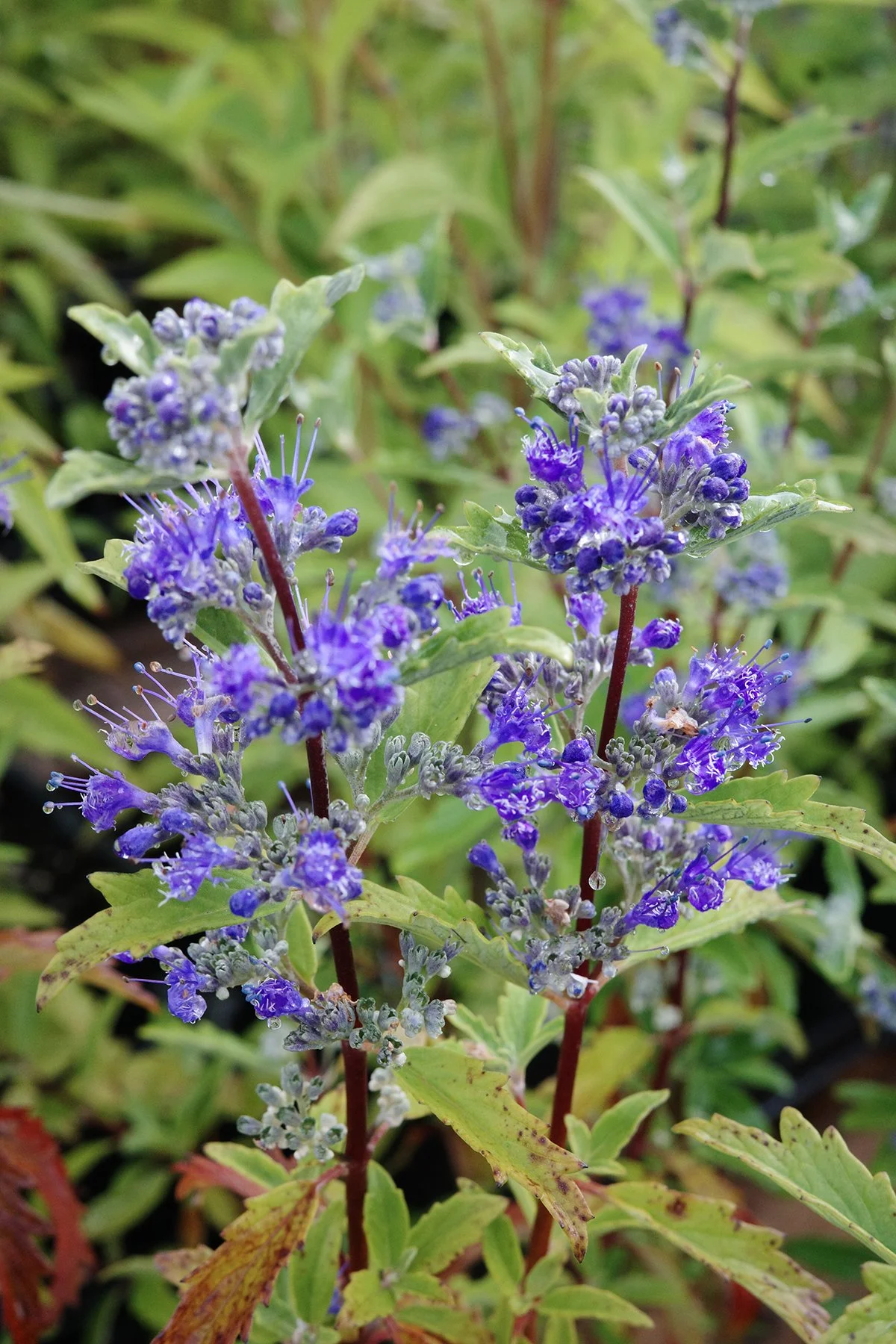 Some of our favorites are now in bloom!

Just as many summer blooms begin to fade, Blue Spirea (Caryopteris) comes alive with clusters of rich blue flowers that are a magnet for bees and butterflies!

The Pinky Winky Prime Hydrangea is as showy as ca