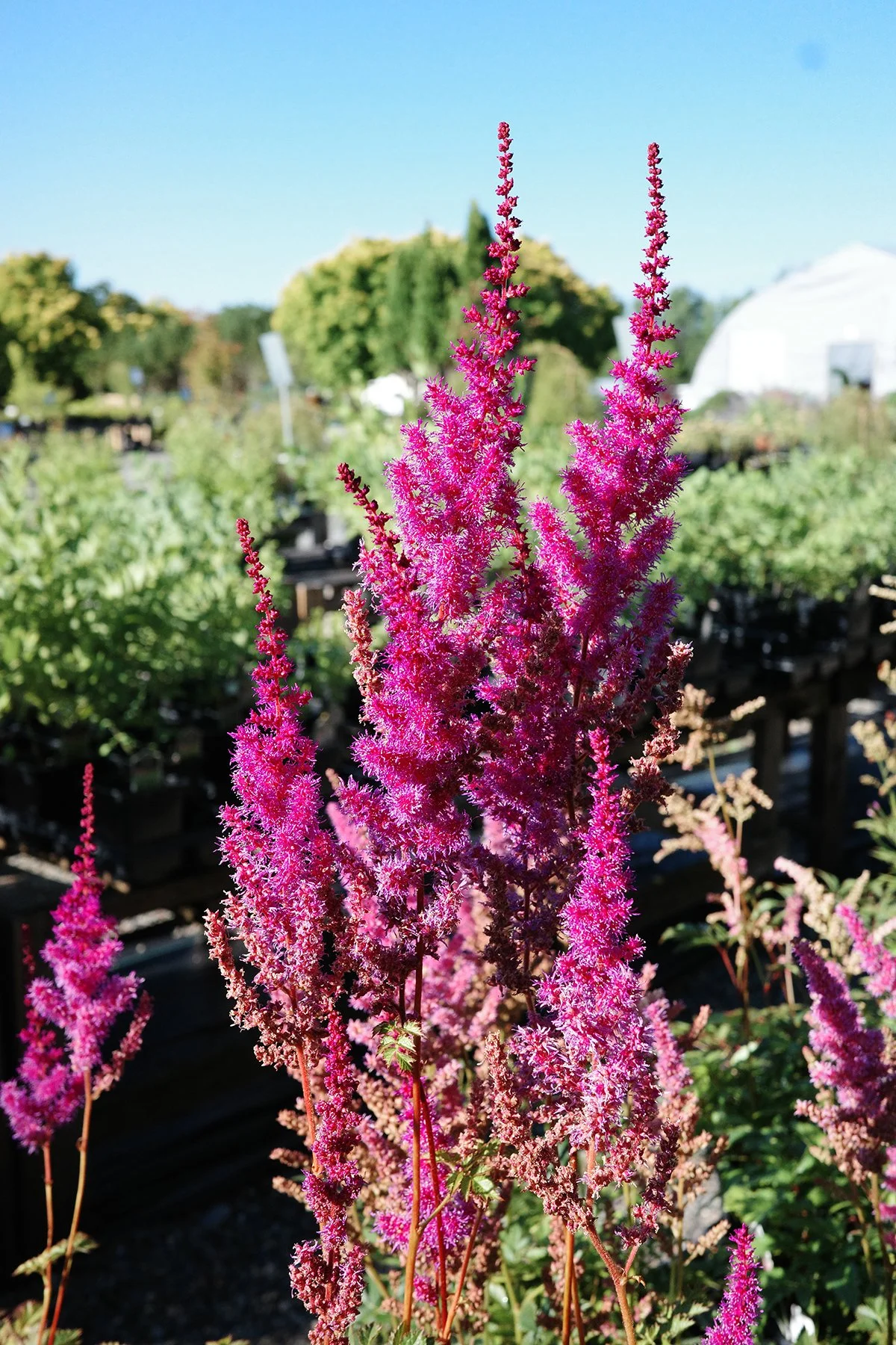 Someone asked us about the purple perennials in one of our recent videos, so I thought i'd bring some of these into focus!

Astilbe brings feathery plumes of flowers brighten shady gardens with weeks of colour! Hyssop smells so good and is equally lo