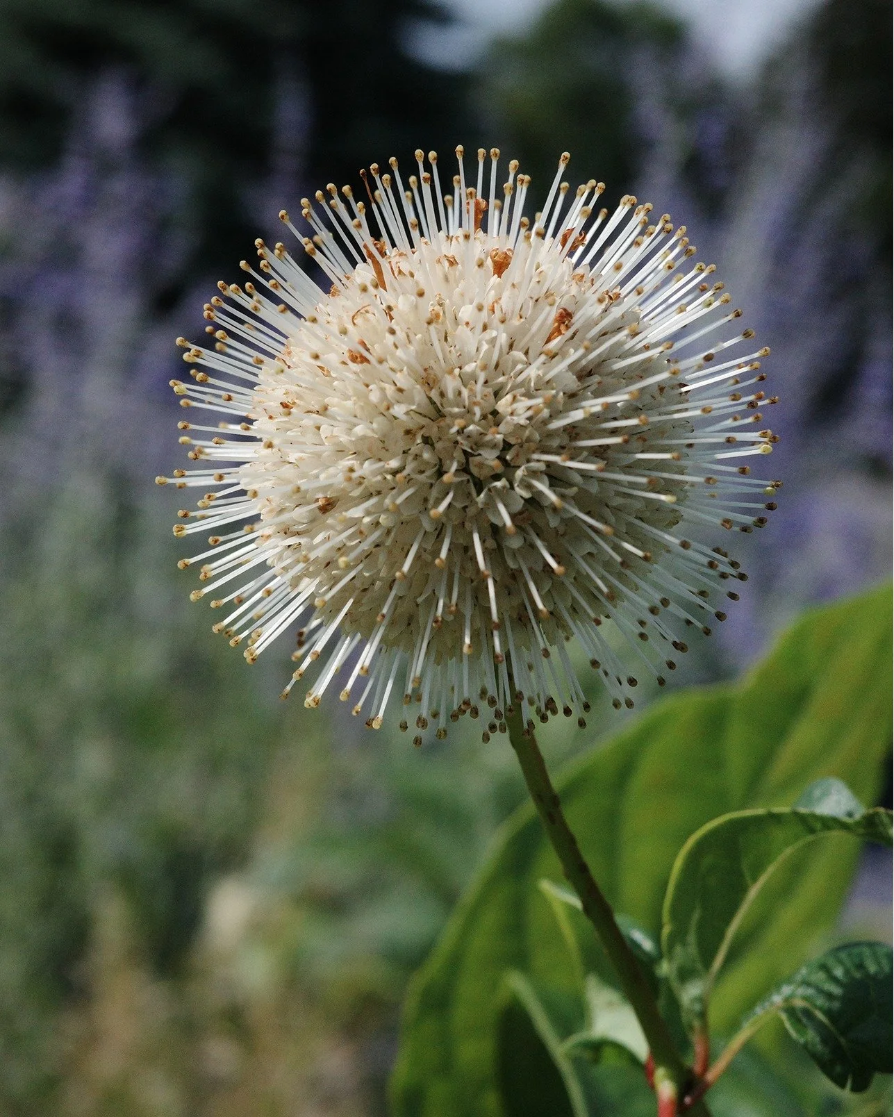 Have a wet spot where you've always thought about planting a willow, but don't really want a tree taking over the space? Maybe you just want something with an incredibly unique looking bloom? Well, you should get to know the Buttonbush! 

This compac
