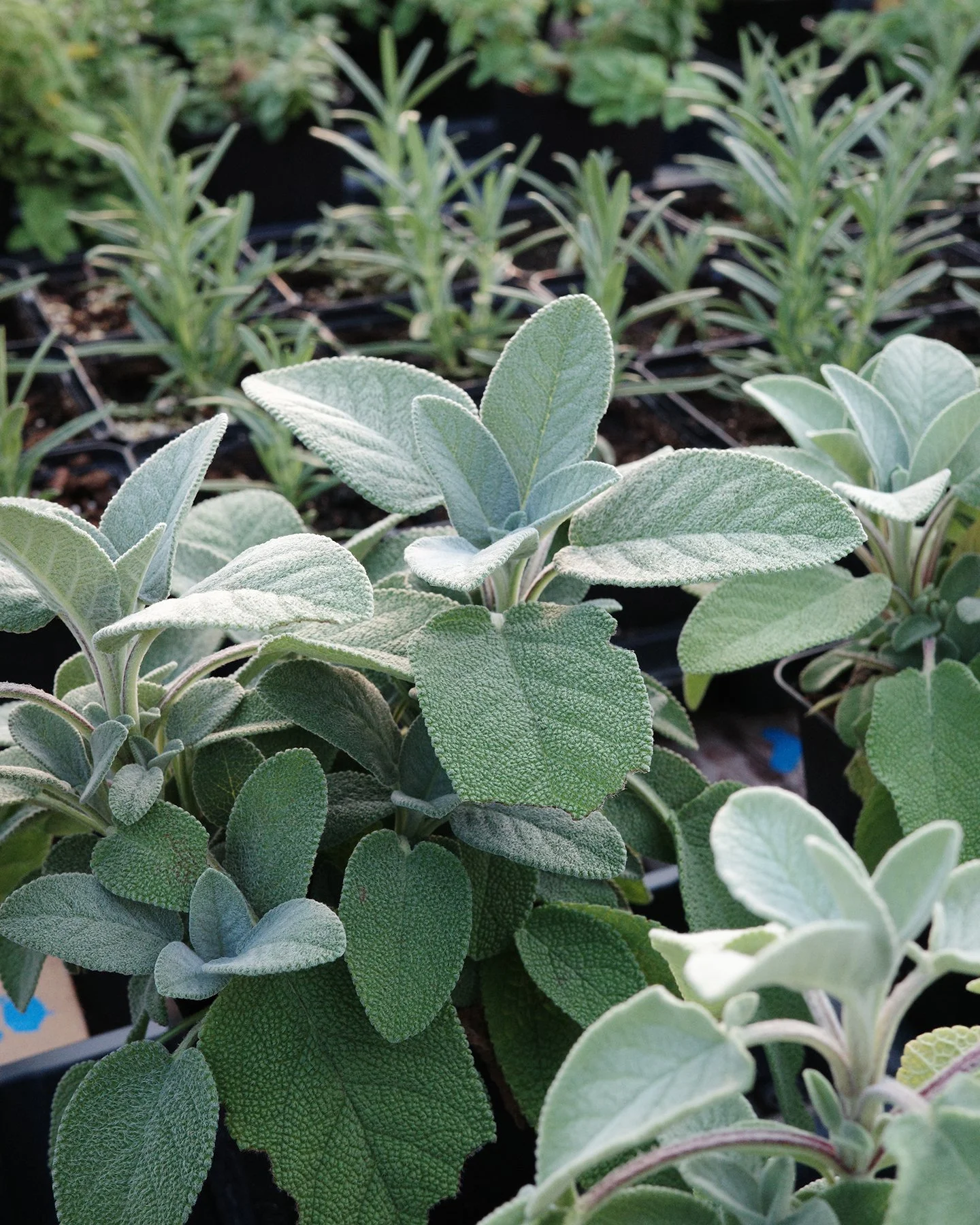 We have a nice new batch of herbs ready this week - just in time for your next BBQ!

Mint, basil, thyme, rosemary, sage and more are back in stock and ready to head home with you. Whether you're making a fresh salad, seasoning something for the grill