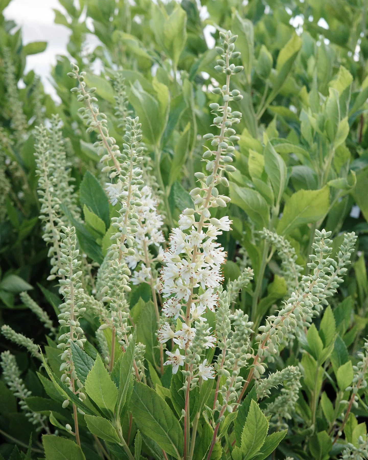 Clethra is starting to show off it's blooms! Also known as Summersweet, Clethra usually starts to flower in mid-to-late summer when a lot of other shrubs are starting to slow down. Its fragrant white or pink flowers are especially popular with bees, 