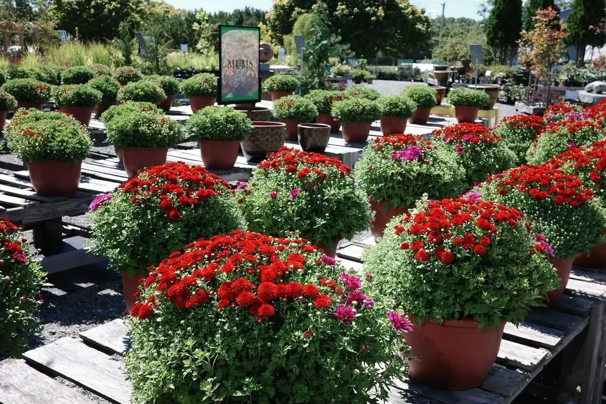 Beep beep! It feels like we&rsquo;re suddenly speeding into fall - our Mum planters are starting their first wave of blooms now if you don&rsquo;t want to be left behind!🌺🚗
.
.
#newbrunswick #charlottecounty #feelslikefall #chrysanthemum