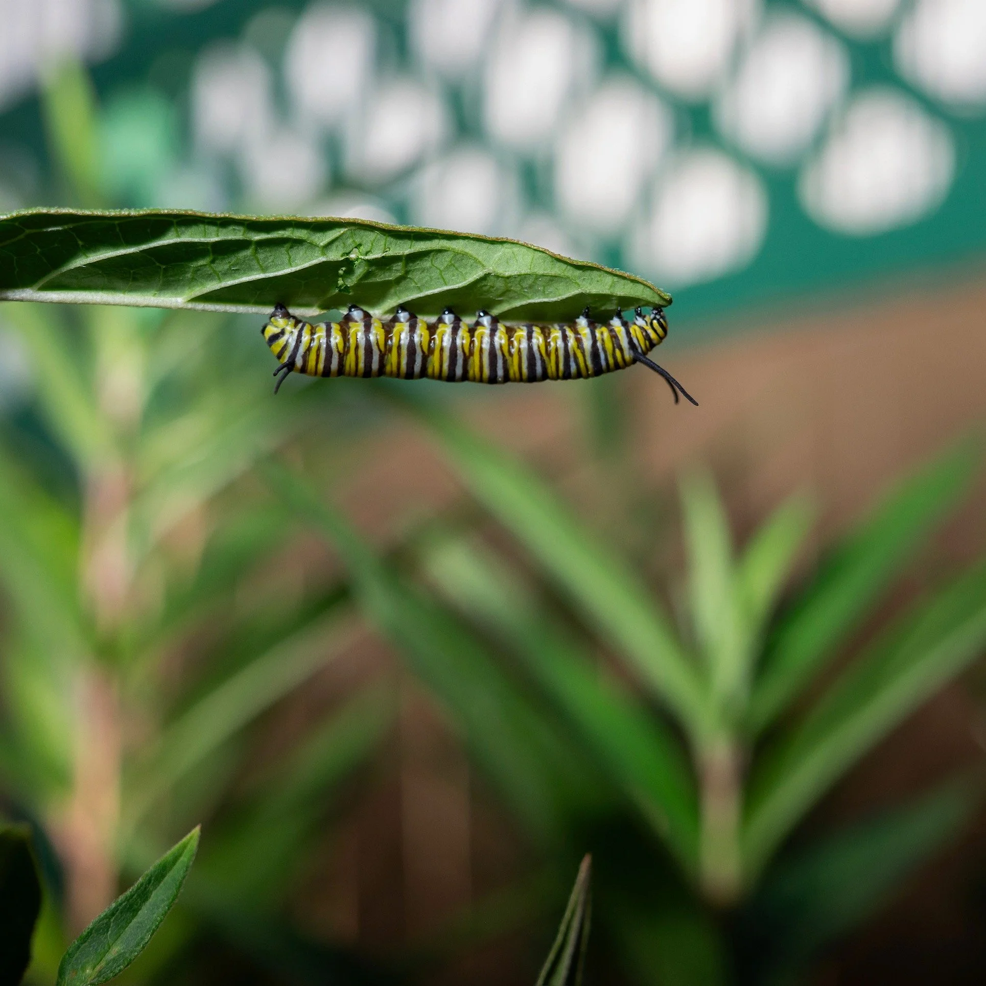 It's not always a bad thing to see bugs in your garden... just look at these monarch caterpillars! 

While it's easy to spot a leaf with a few holes and immediately assume something needs to be done, some of those little garden visitors are actually 