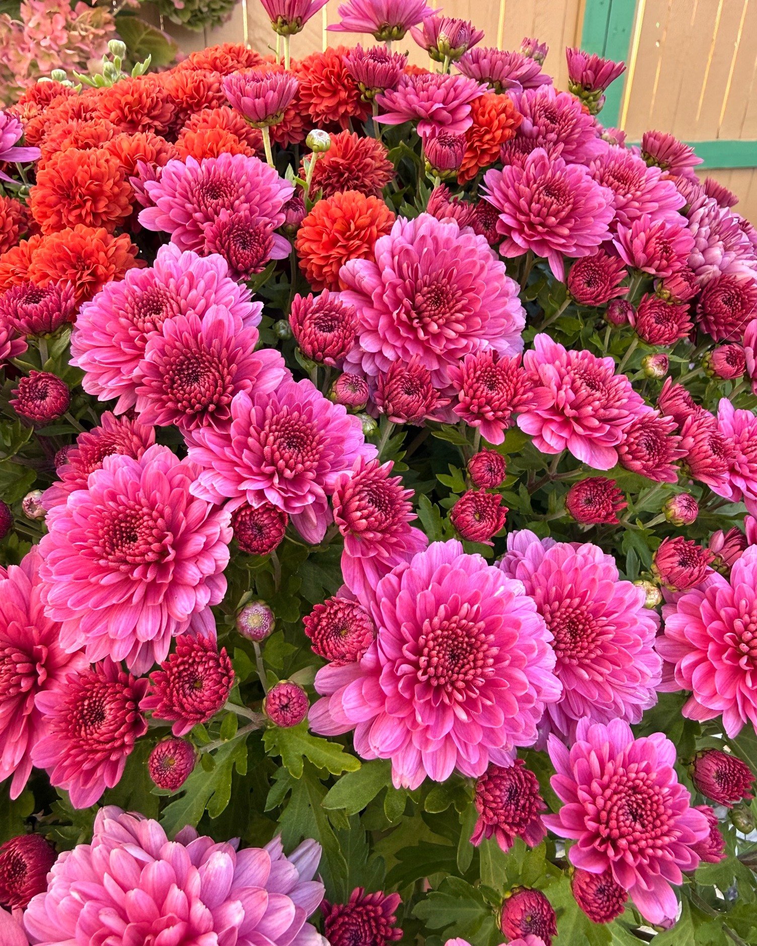 Taking a moment to enjoy these September blooms on a Saturday morning. 🌸

If you ask me, it&rsquo;s a pretty good day for a stroll through the gardens! 😉