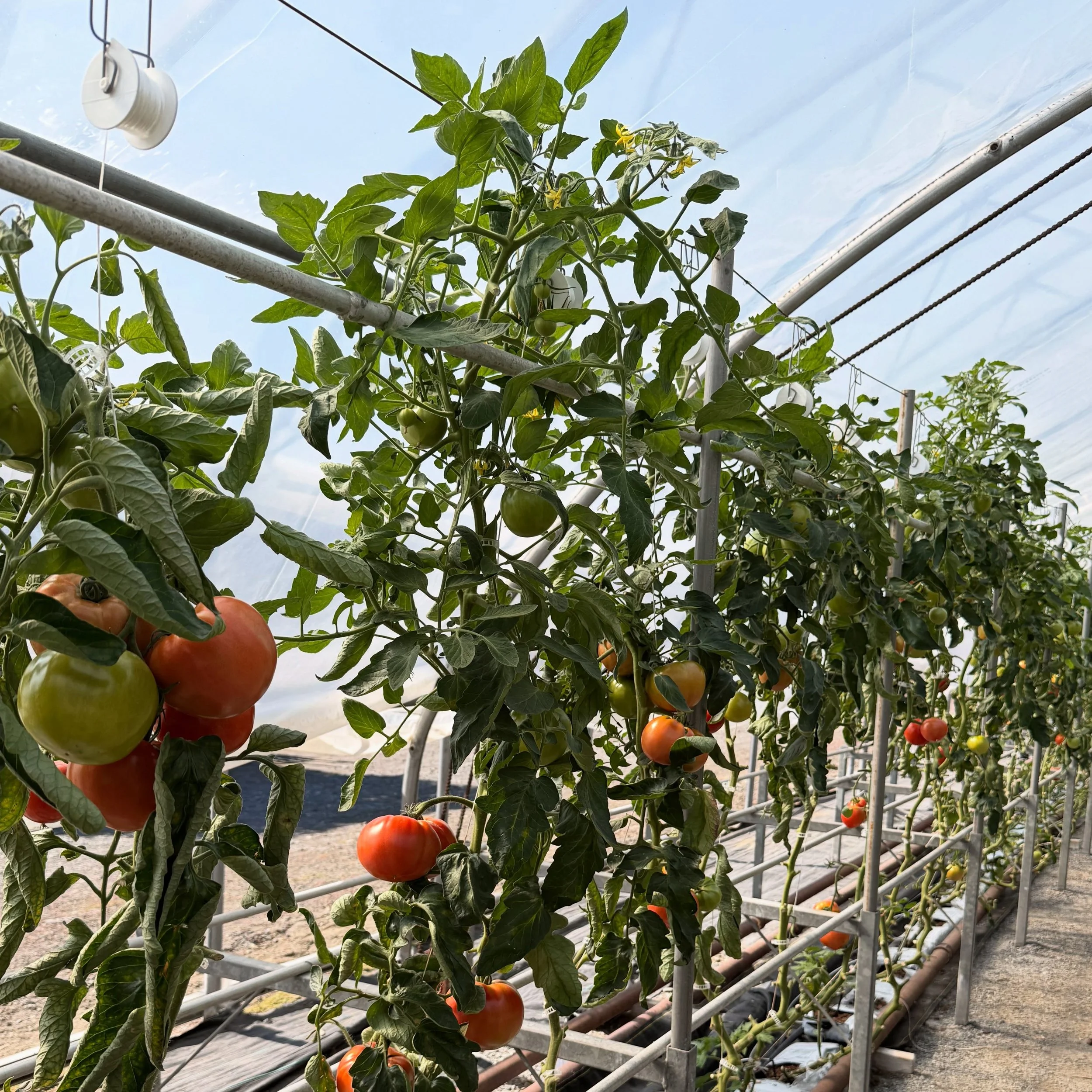 to answer this week&rsquo;s most common question: yes, our u-pick tomatoes are still growing strong! They won&rsquo;t last forever so get your veggies in before it&rsquo;s too late! 🍅