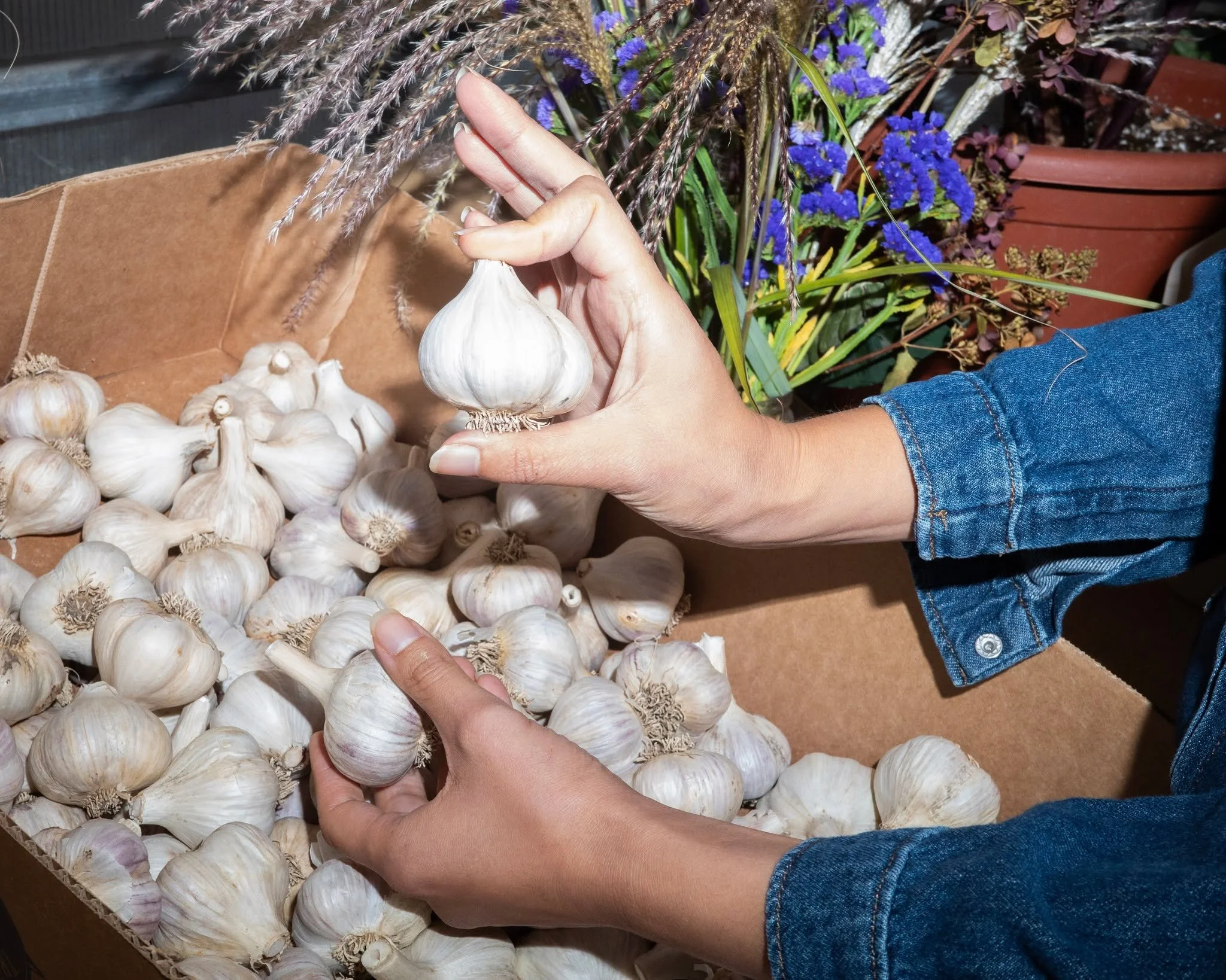 If you've been waiting for the right time to plant your garlic - this is your sign! The cooler weather is perfect to keep these from sprouting until the springtime rolls back around!