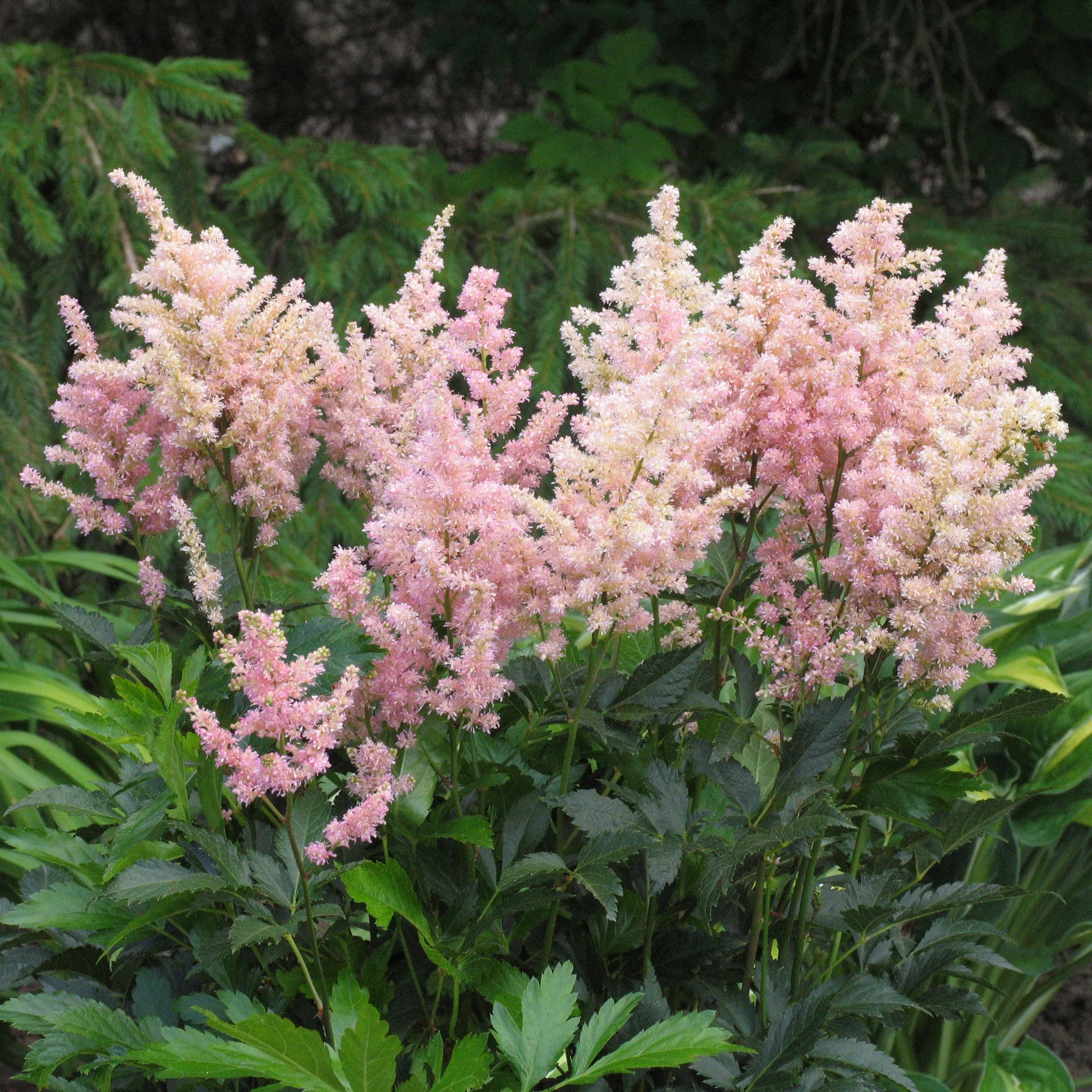 astilbe-peach copy.jpg