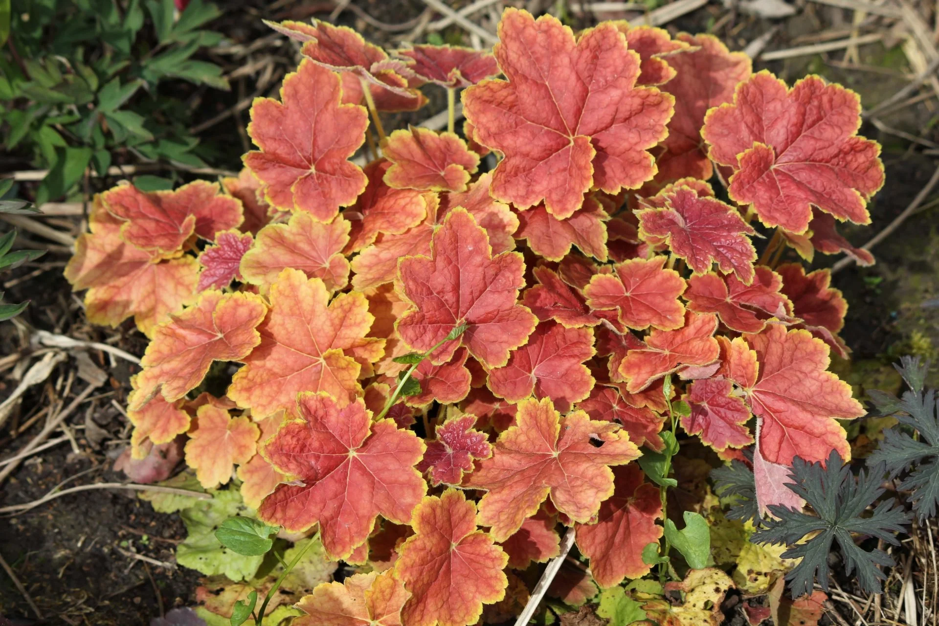 1_Heuchera-Tiramisu-early-spring.jpg