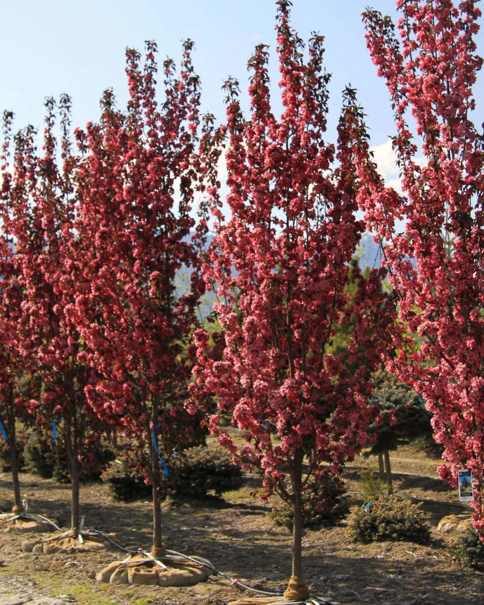 Gladiator Flowering Crab