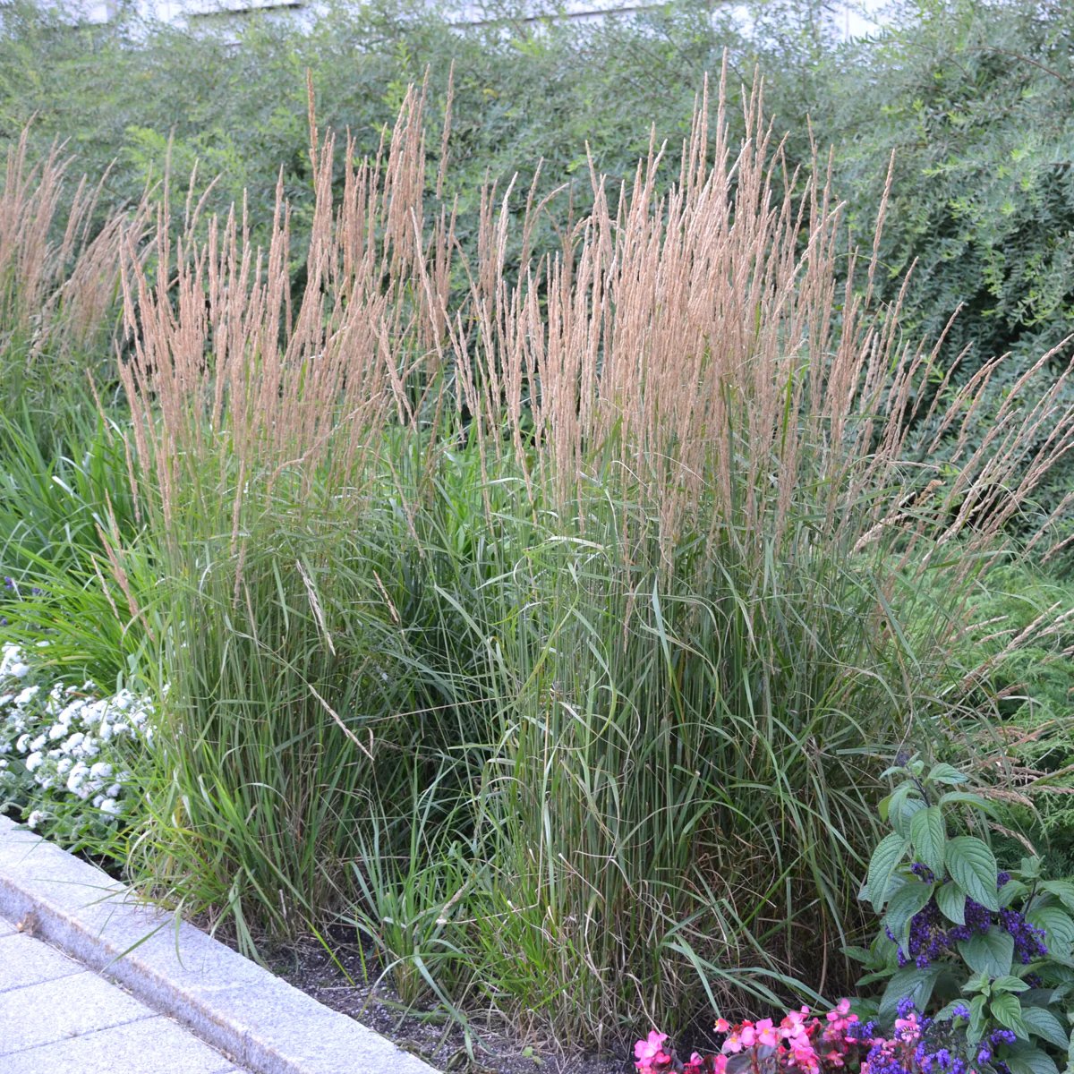 Calamagrostis