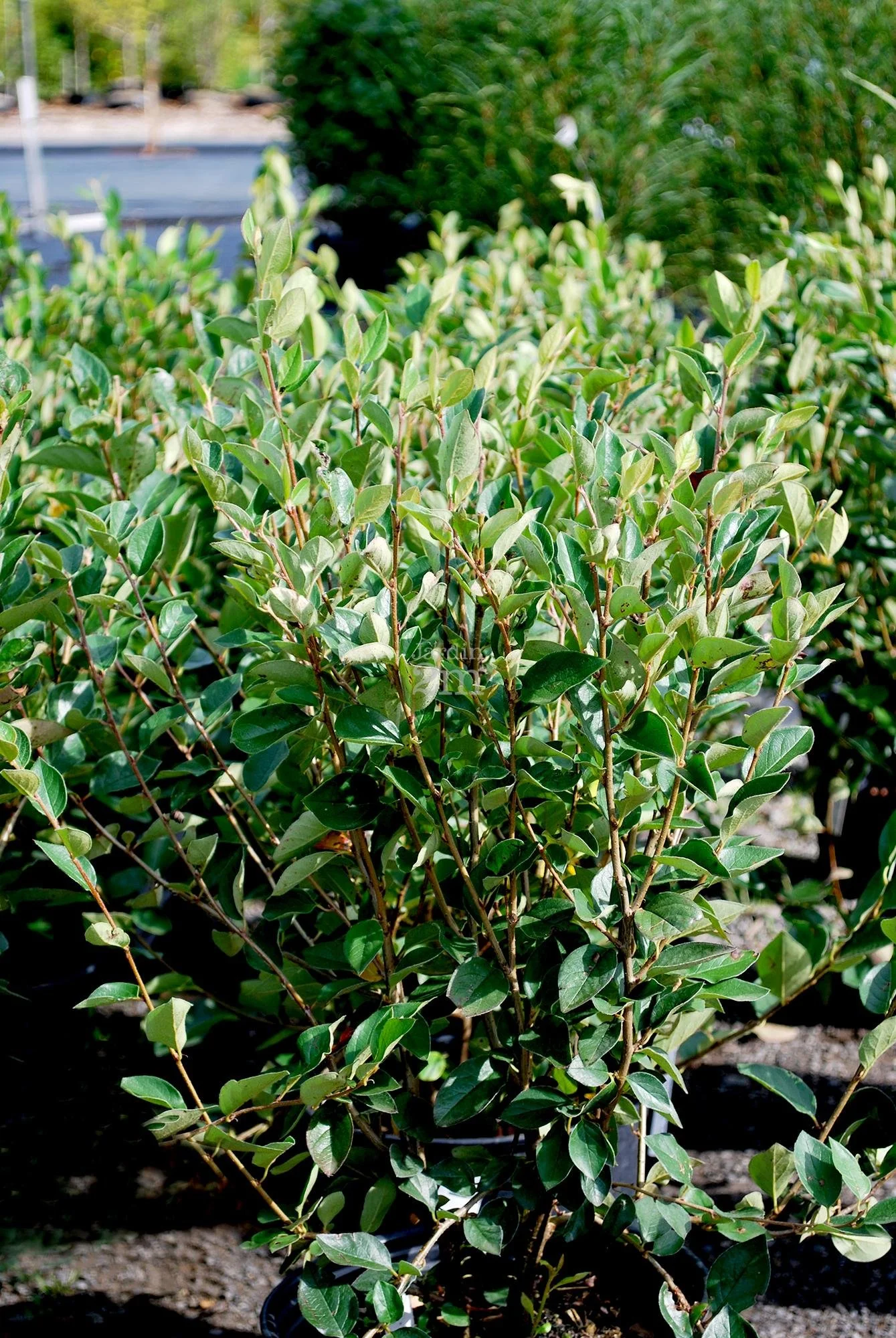 Peking Cotoneaster