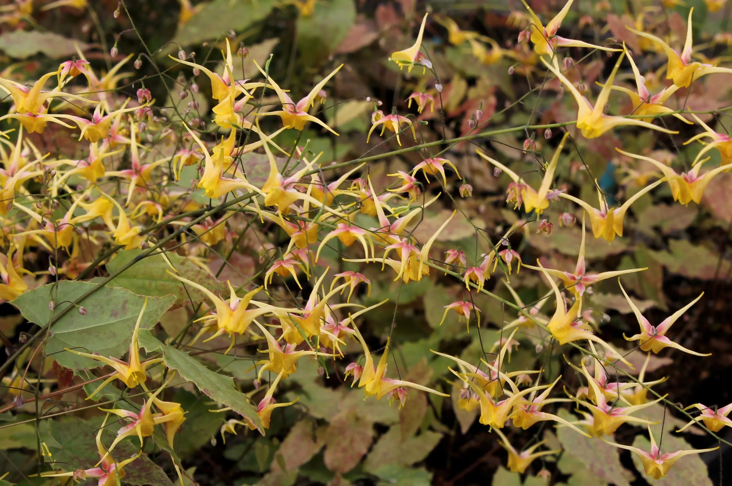 Epimedium-Songbirds copy.jpg