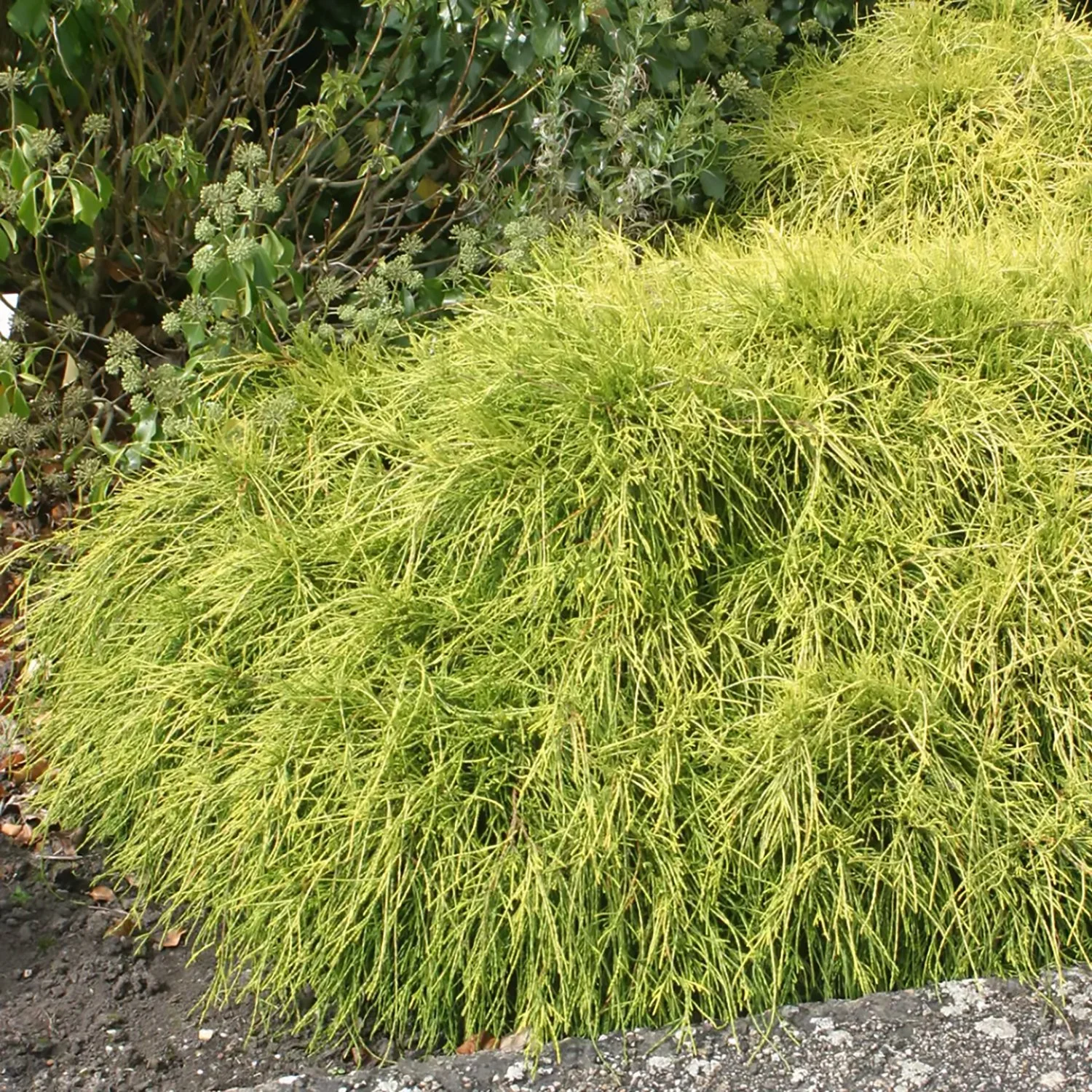 Sungold False Cypress