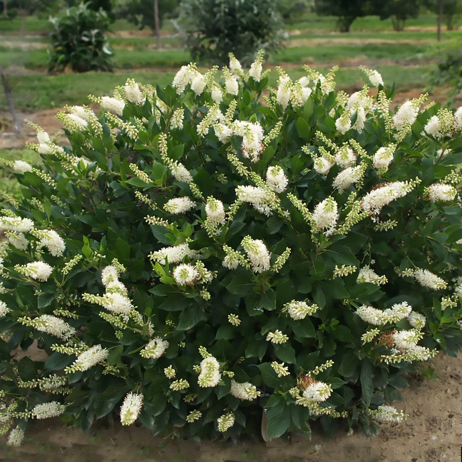 Clethra