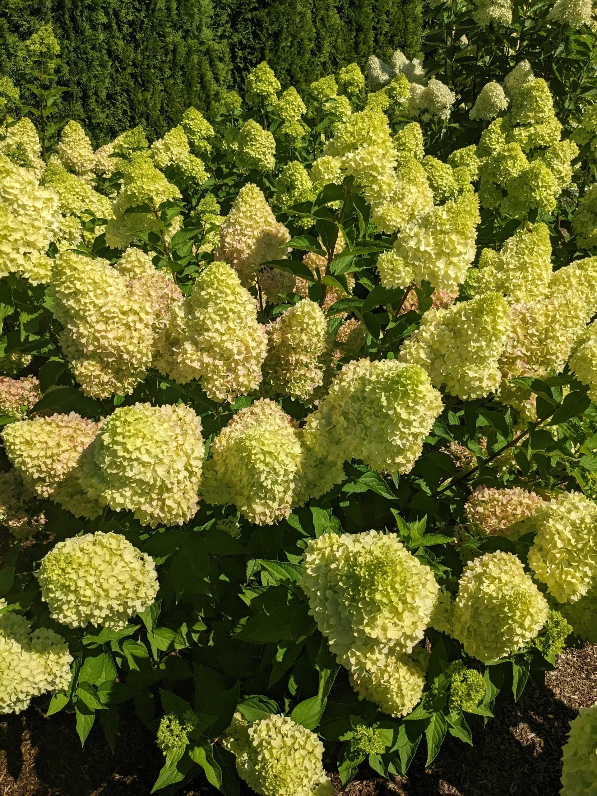 Dragon Baby Hydrangea