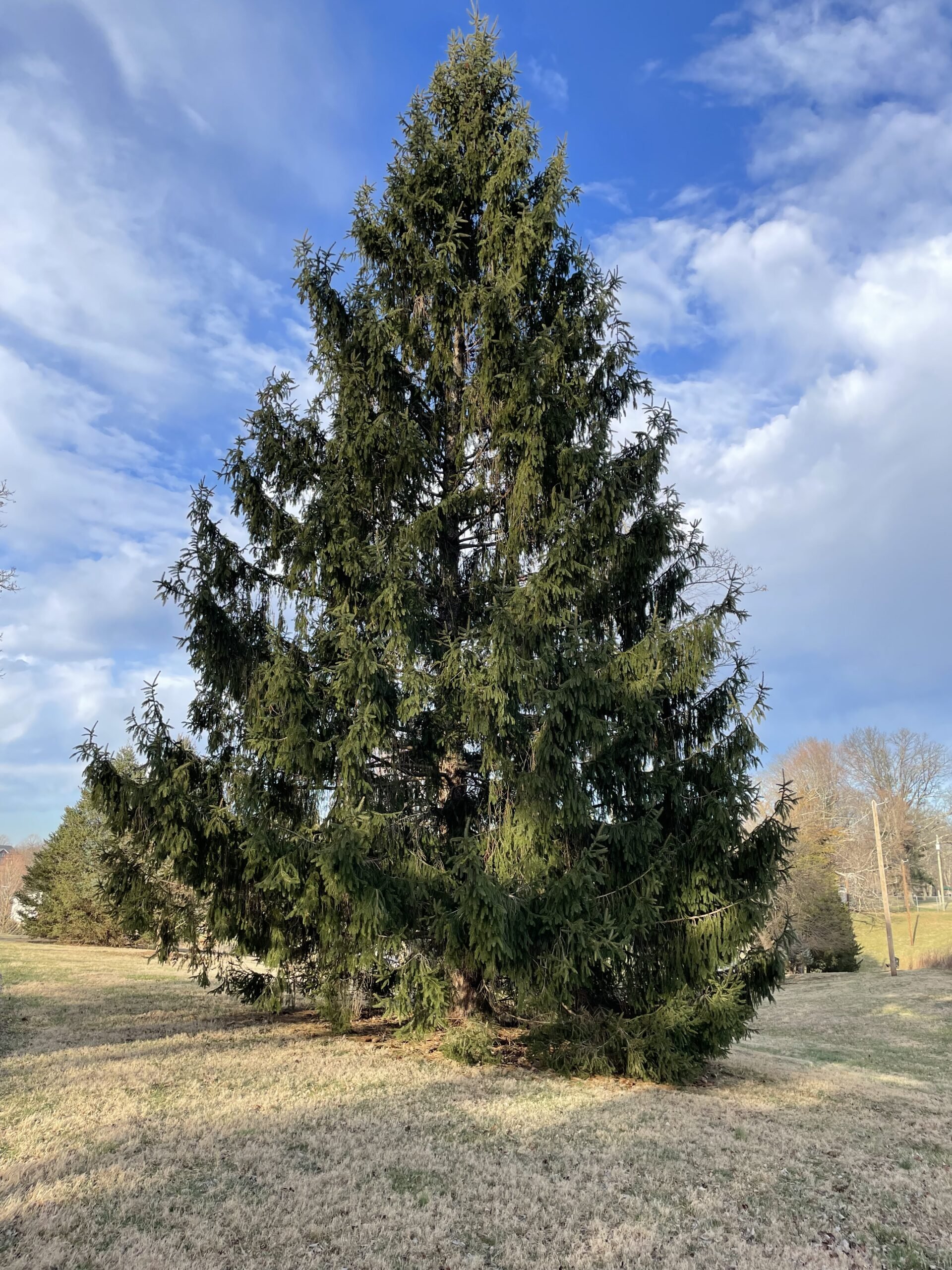 Norway Spruce