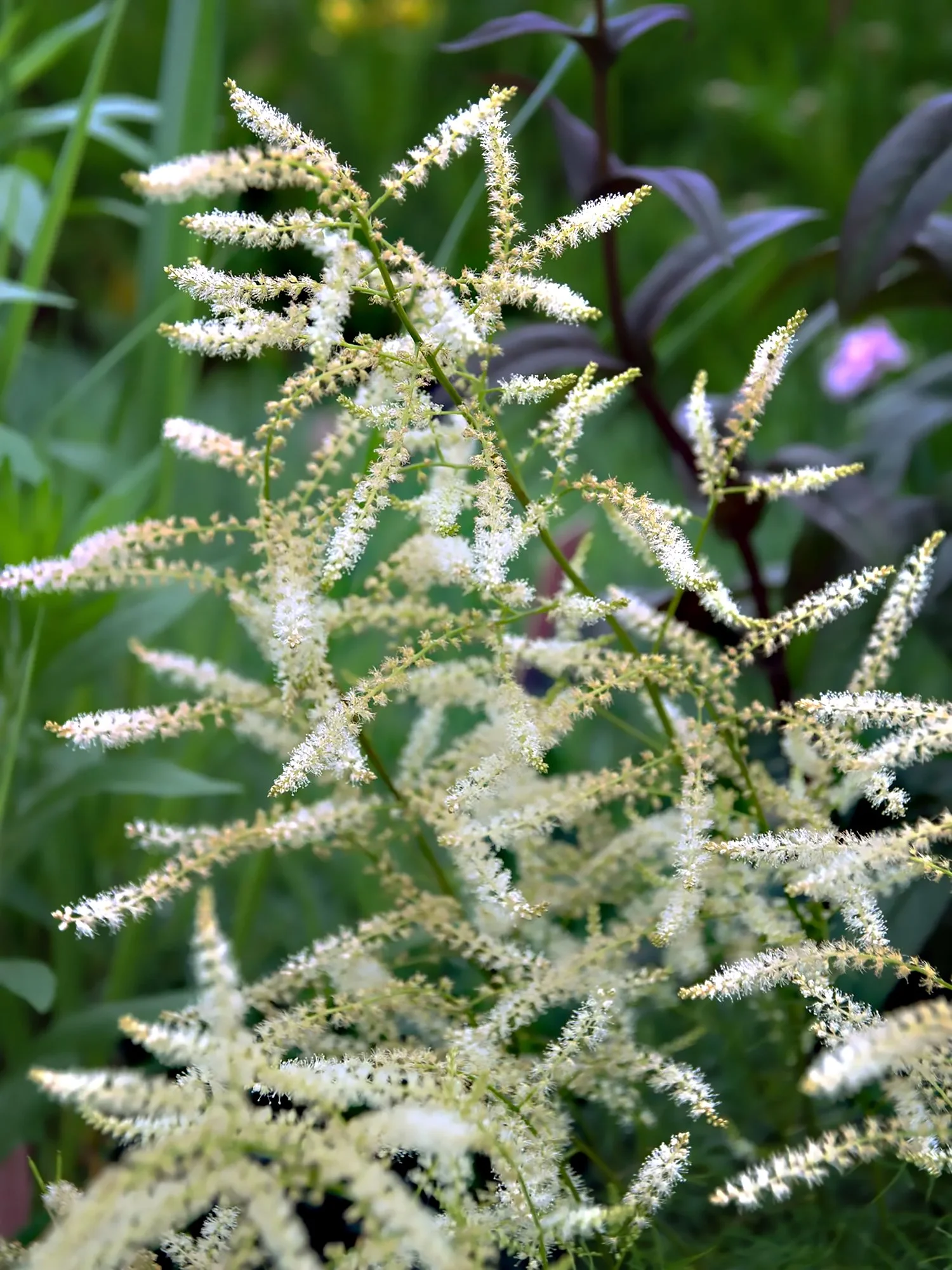 Aruncus