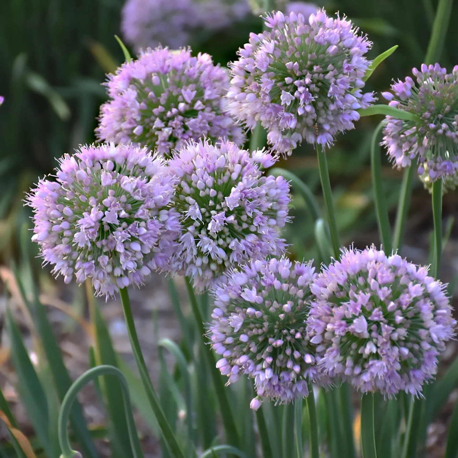 Allium