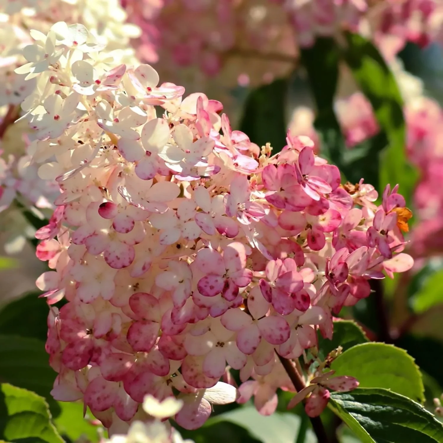 Pink Diamond Standard Hydrangea