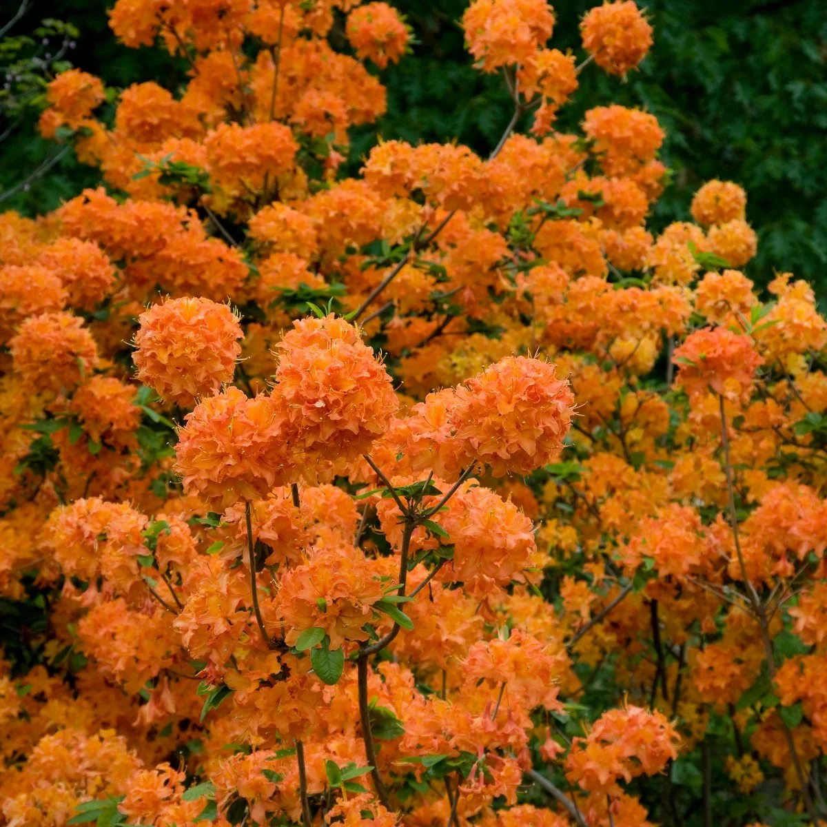 Mandarin Lights Azalea