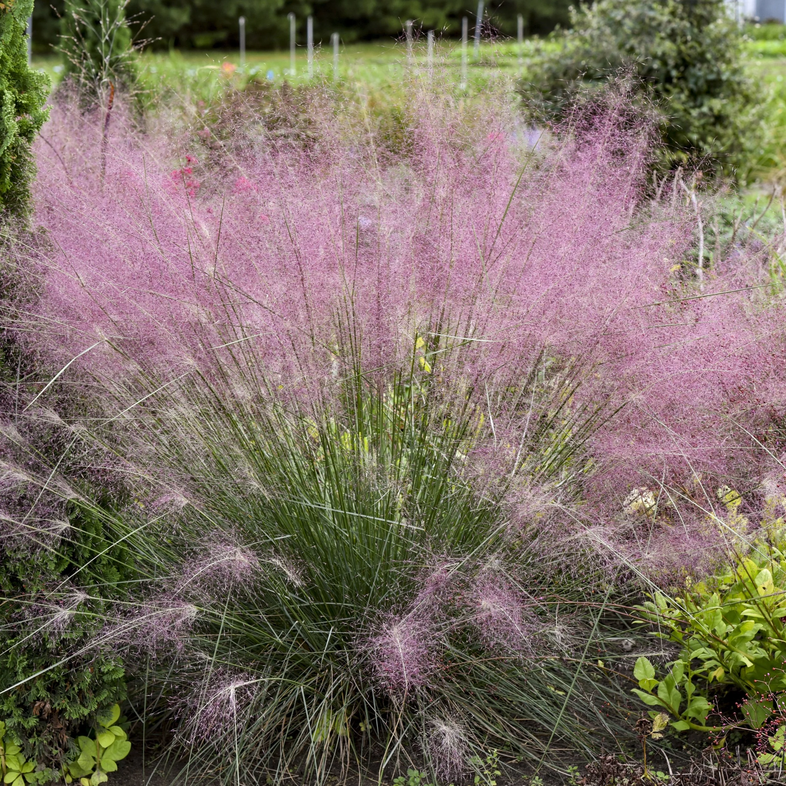 Muhlenbergia