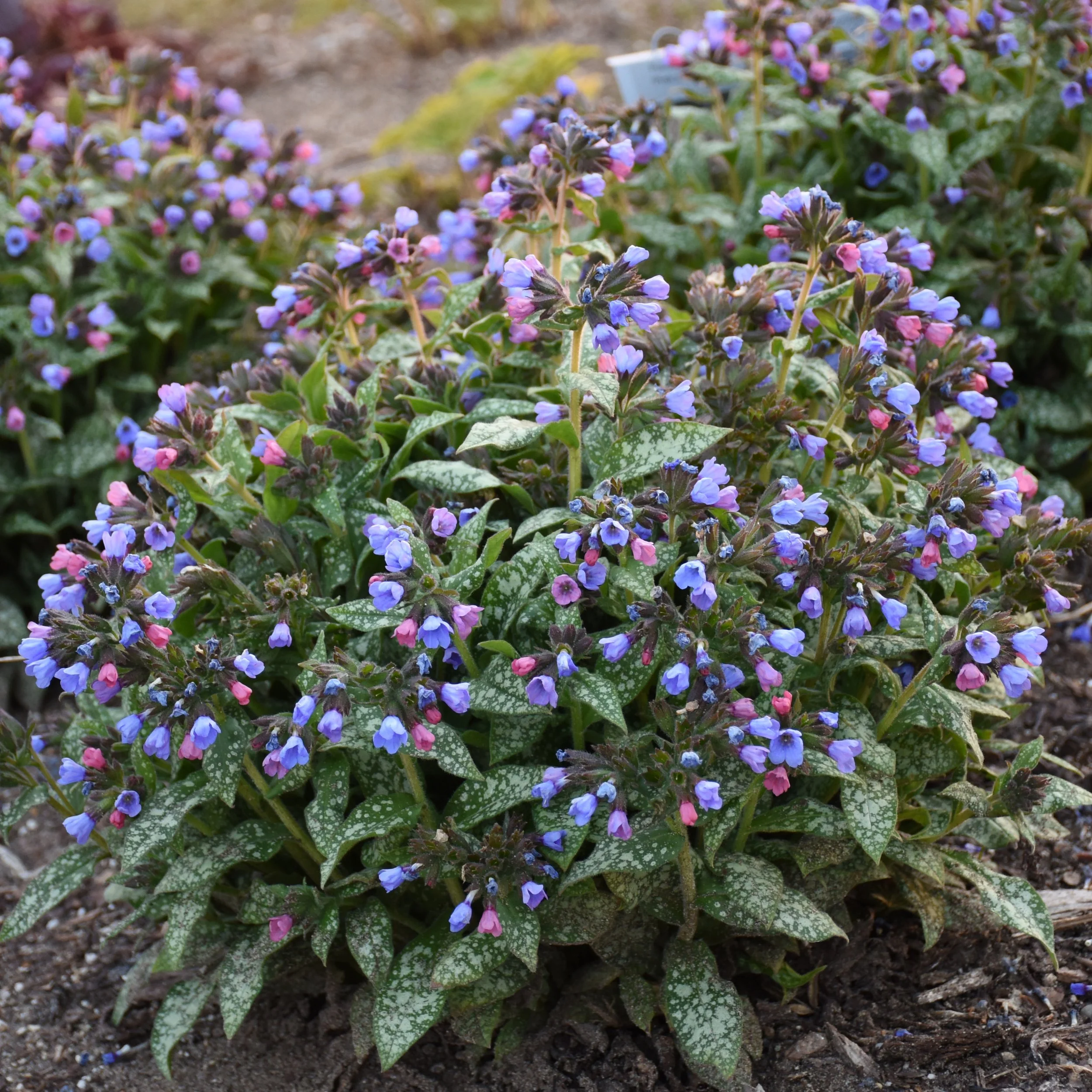 pulmonaria_pink_a_blue.jpg