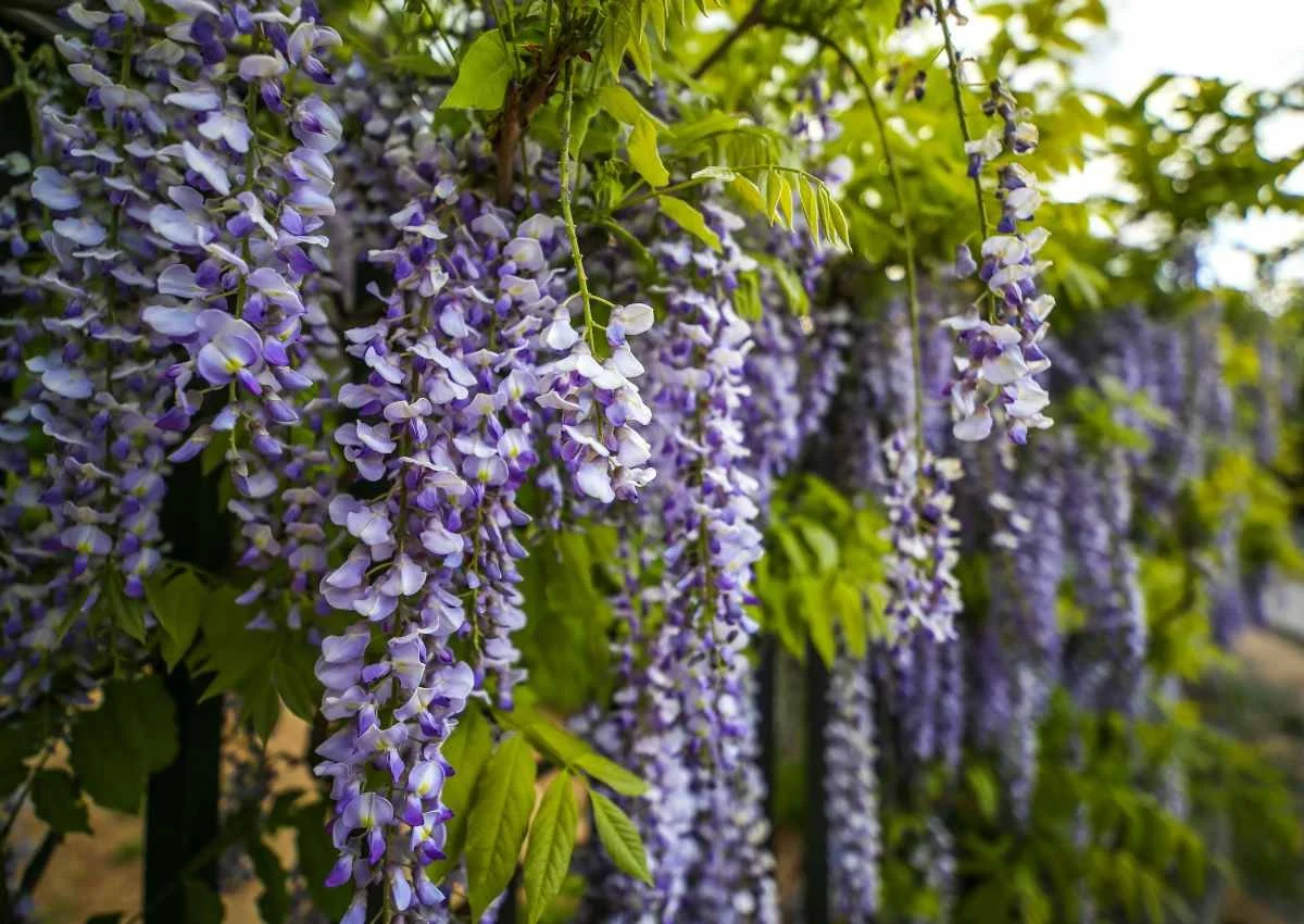 Wisteria — Canada Green Nursery and Garden Center