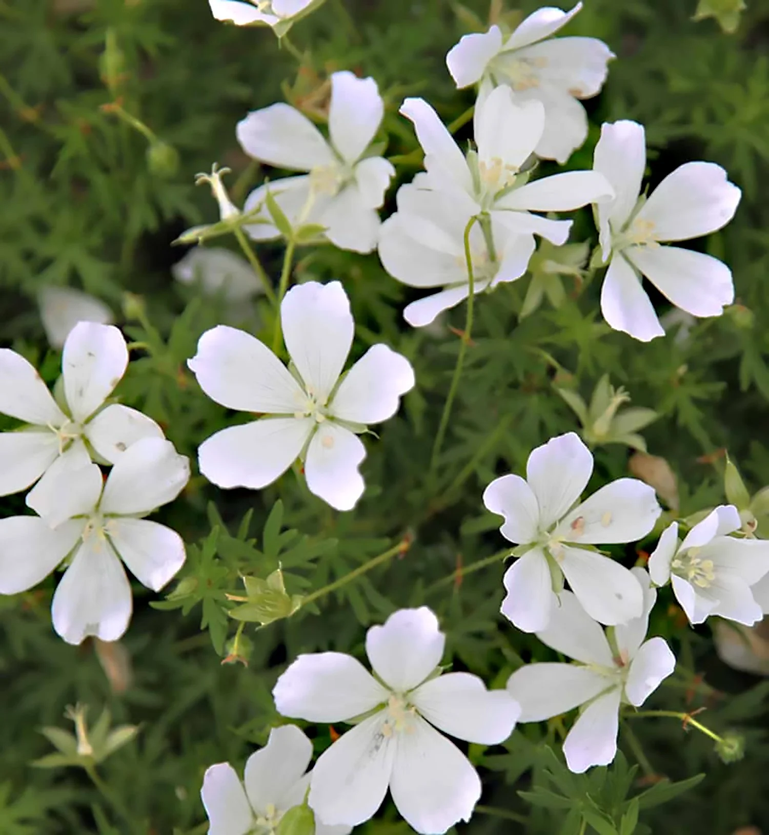 geranium-album-1 copy.jpg