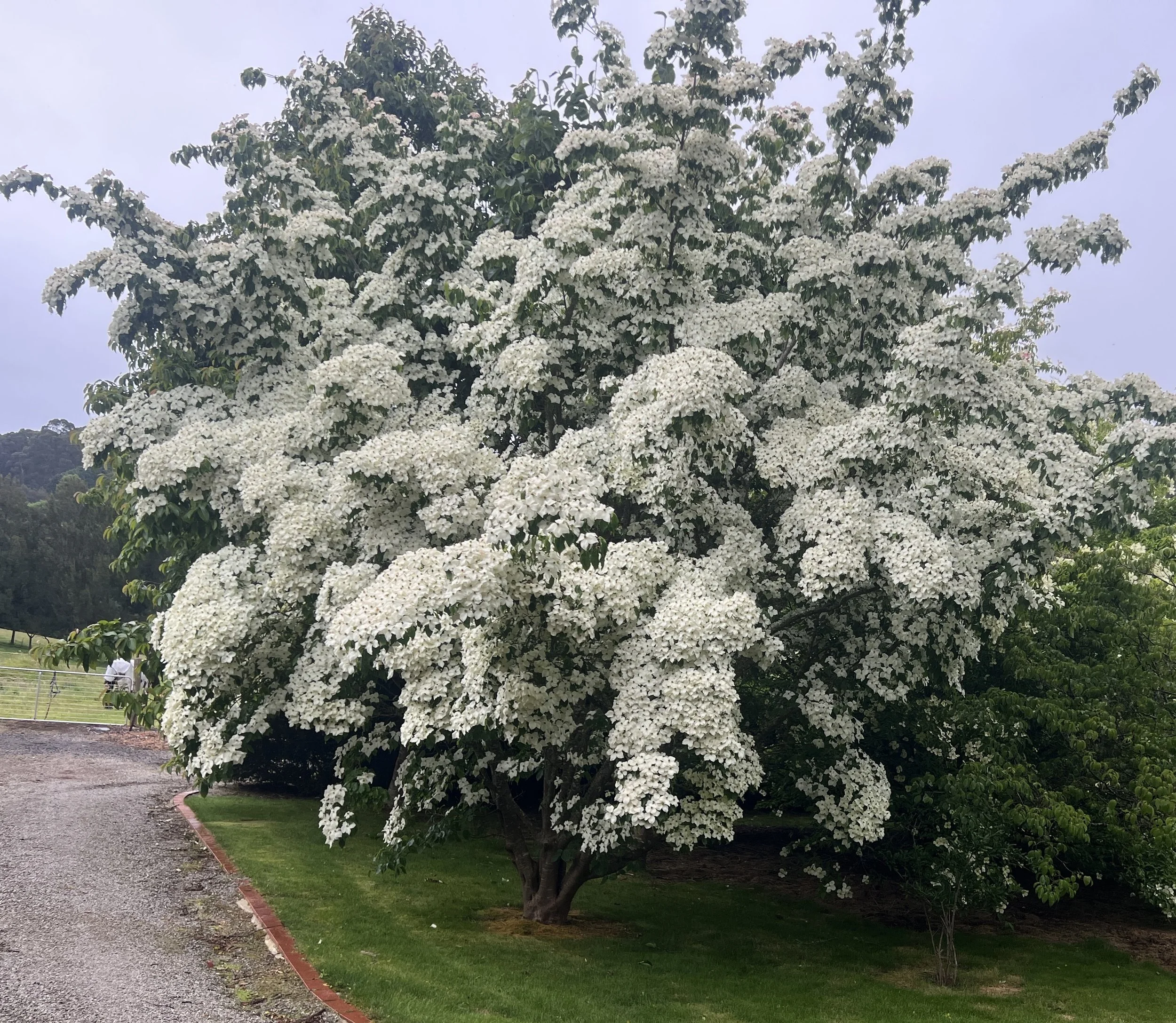 White Kousa Dogwood