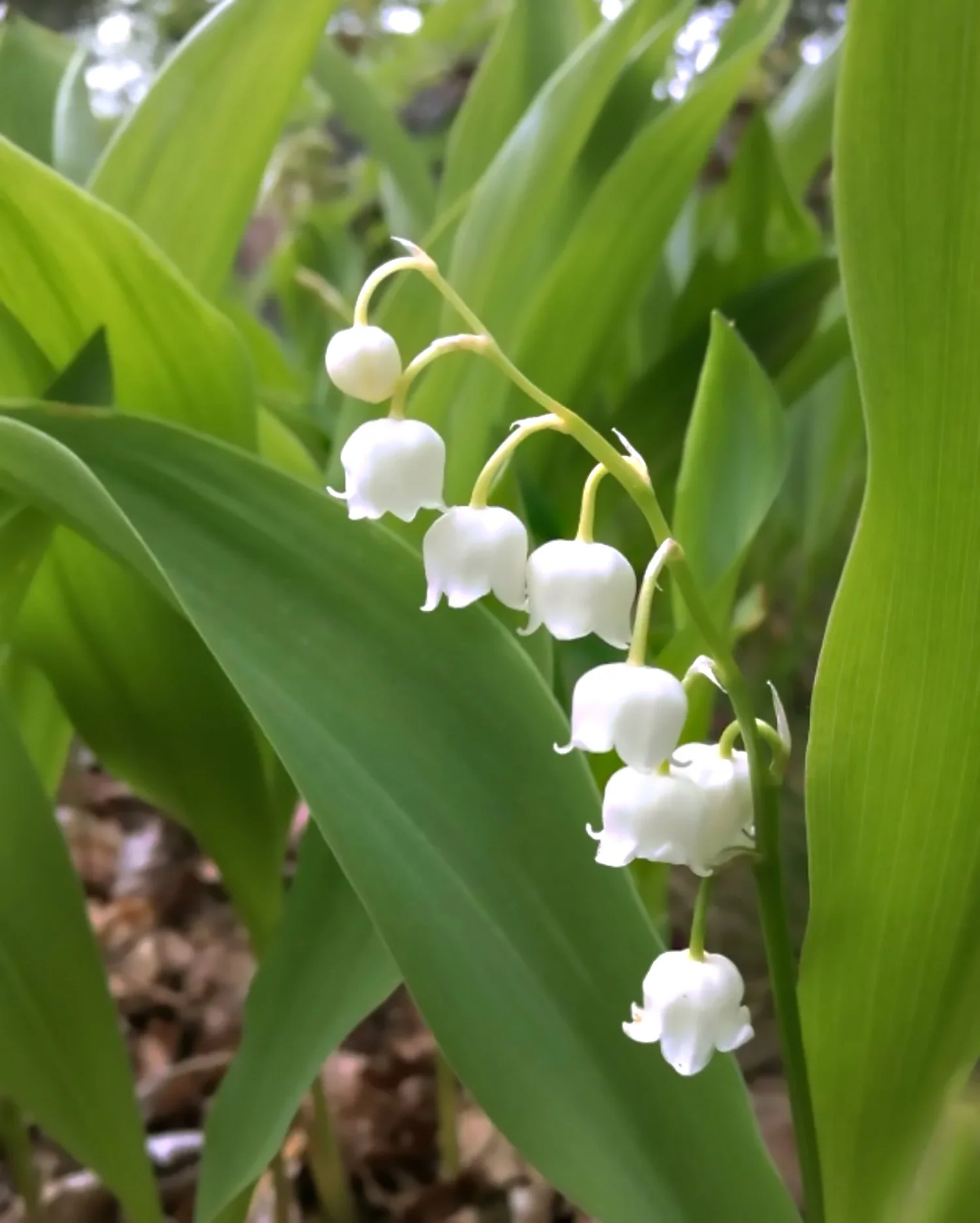 Convallaria