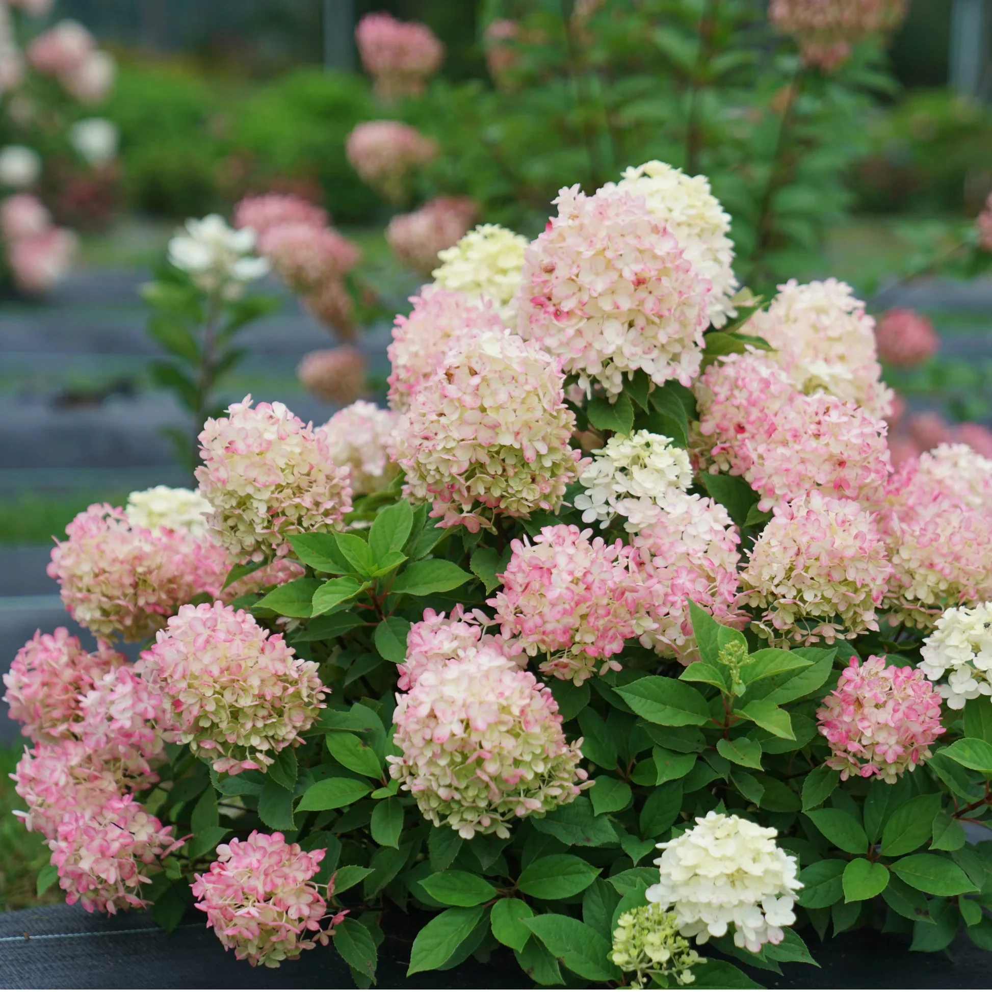 Fire Light Tidbit Hydrangea