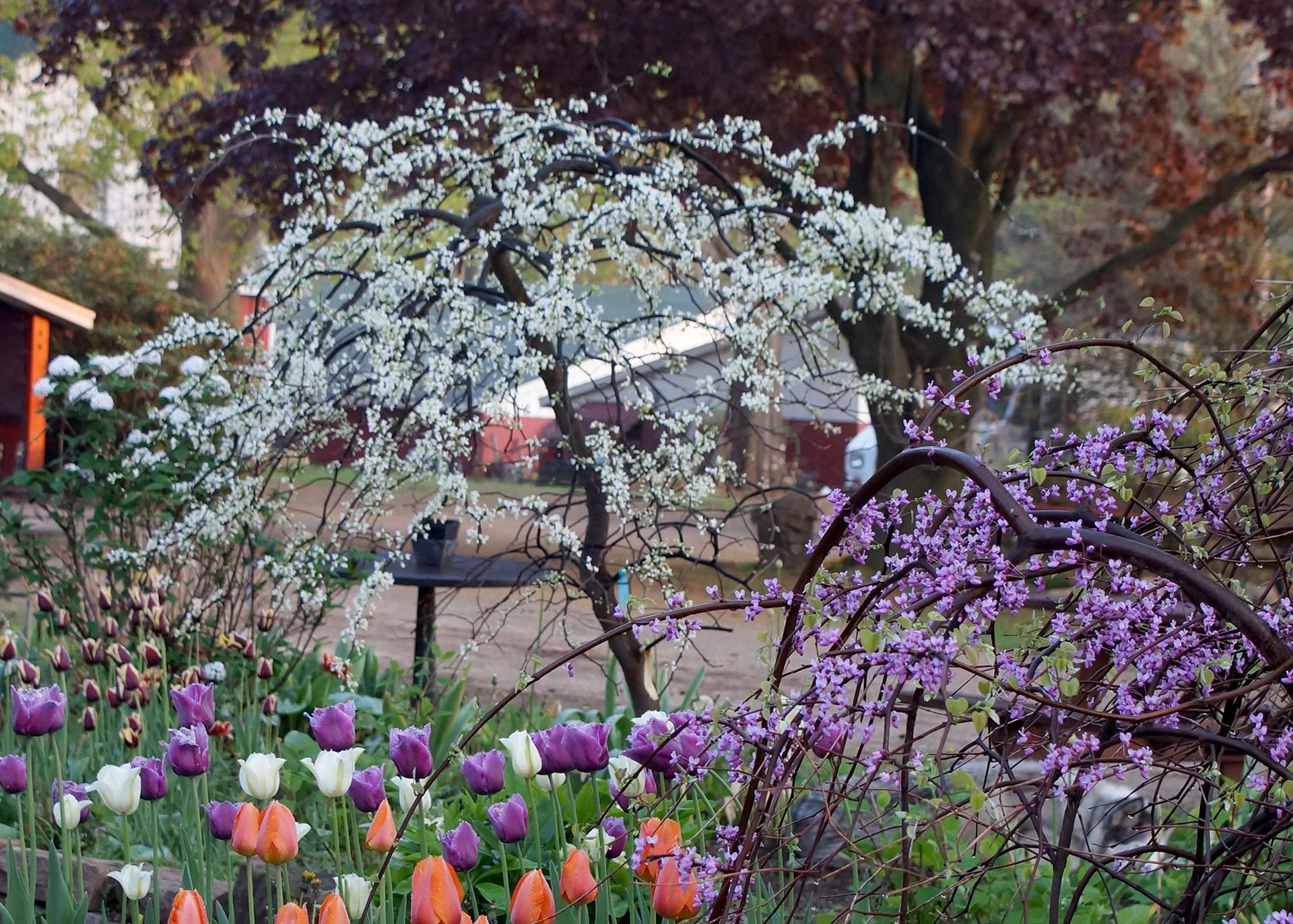 Vanilla Twist Weeping Redbud