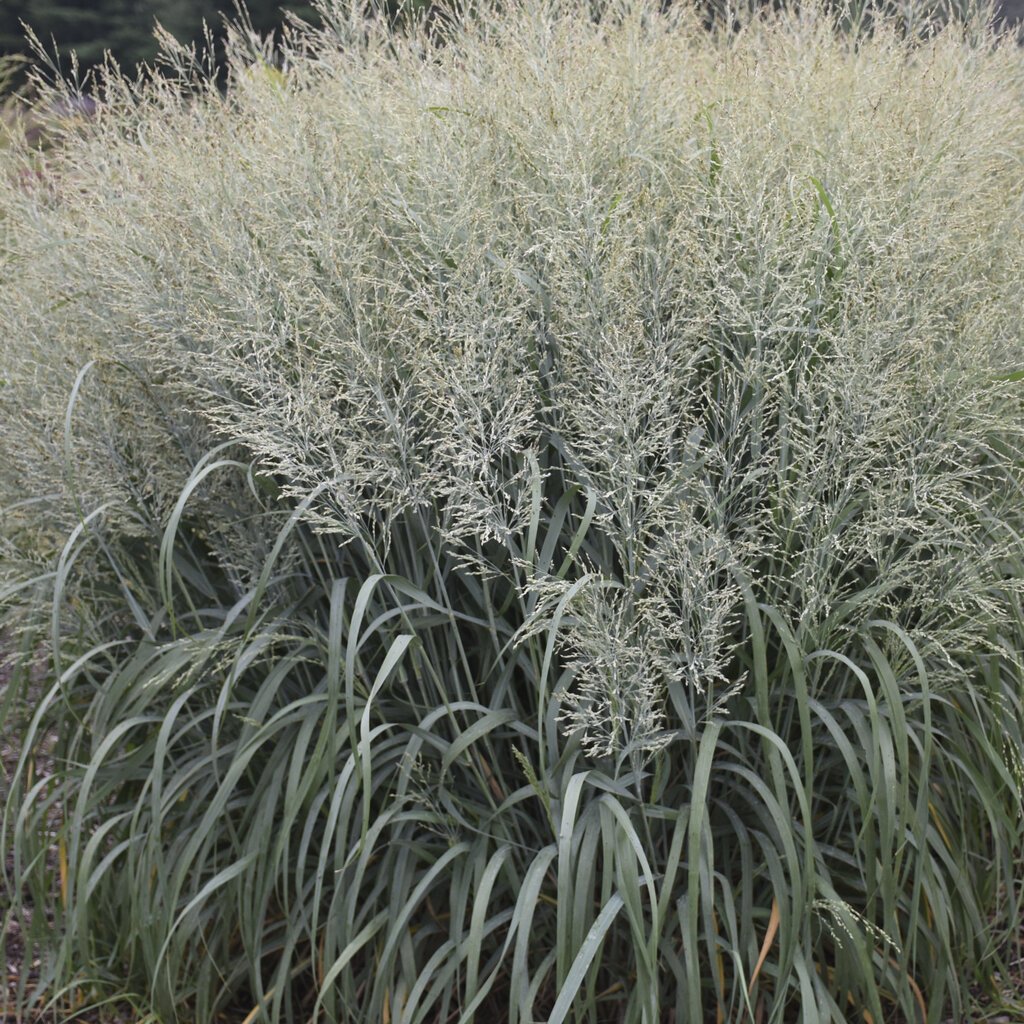 panicum_niagara_falls.jpg