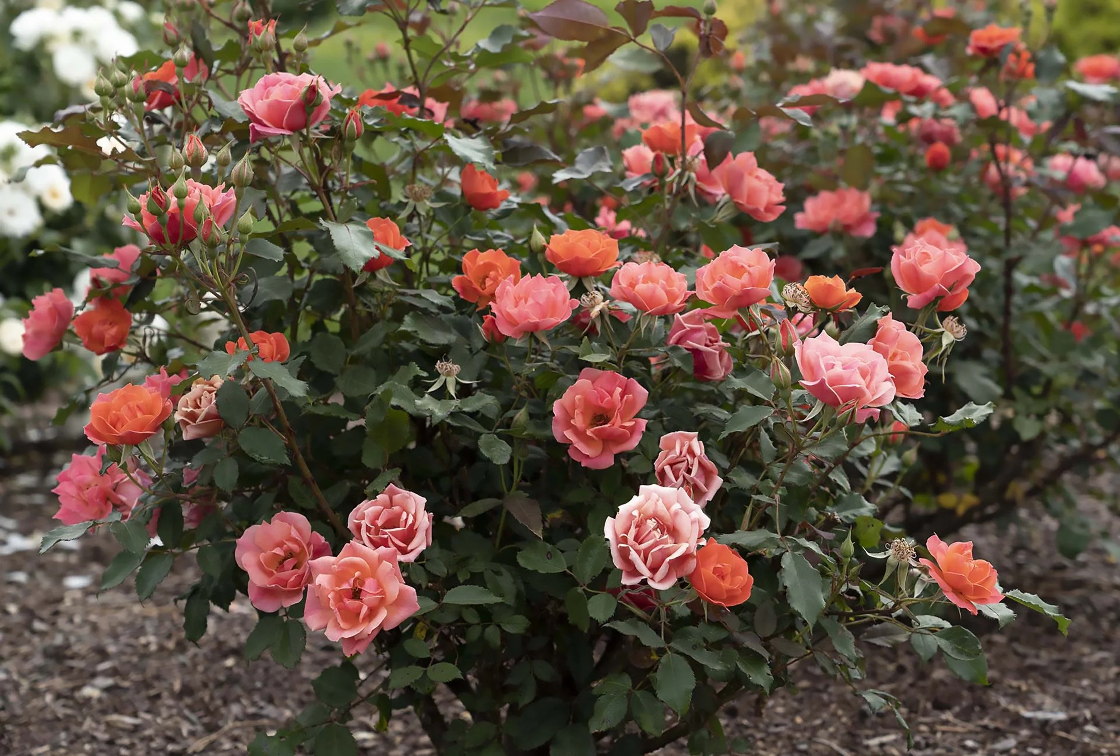 Coral Knock Out Rose