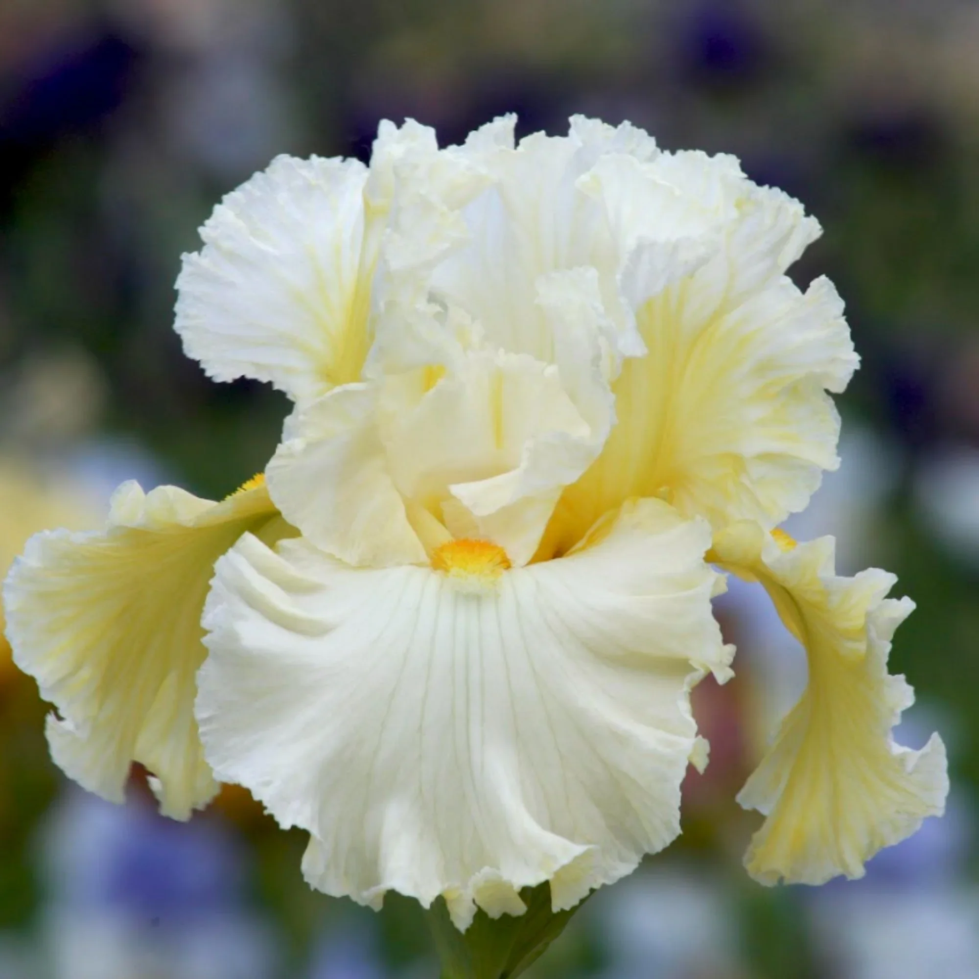 Iris-sibirica-Swans-in-Flight_0819db63-f08e-4edb-86f0-b9dc900cd61d.webp