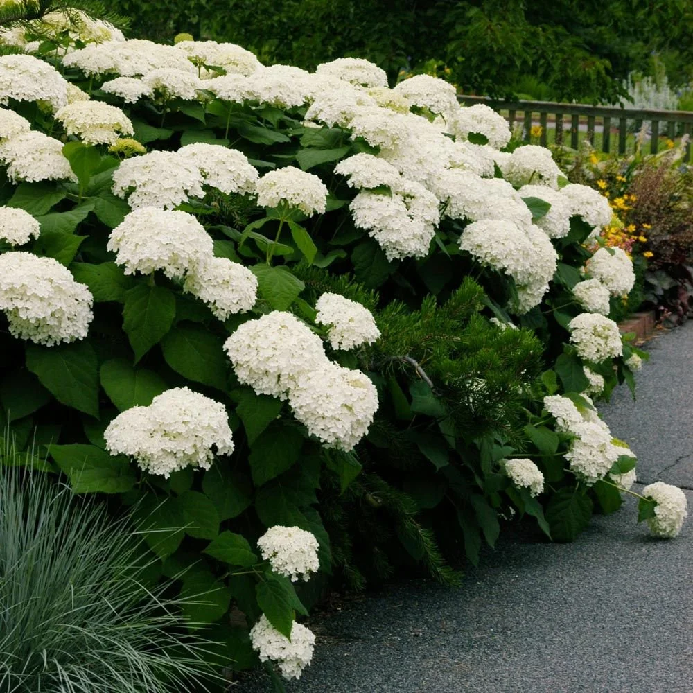hydrangea0223ページ Hydrangea m Endless Summer® BloomStruck® PP25566